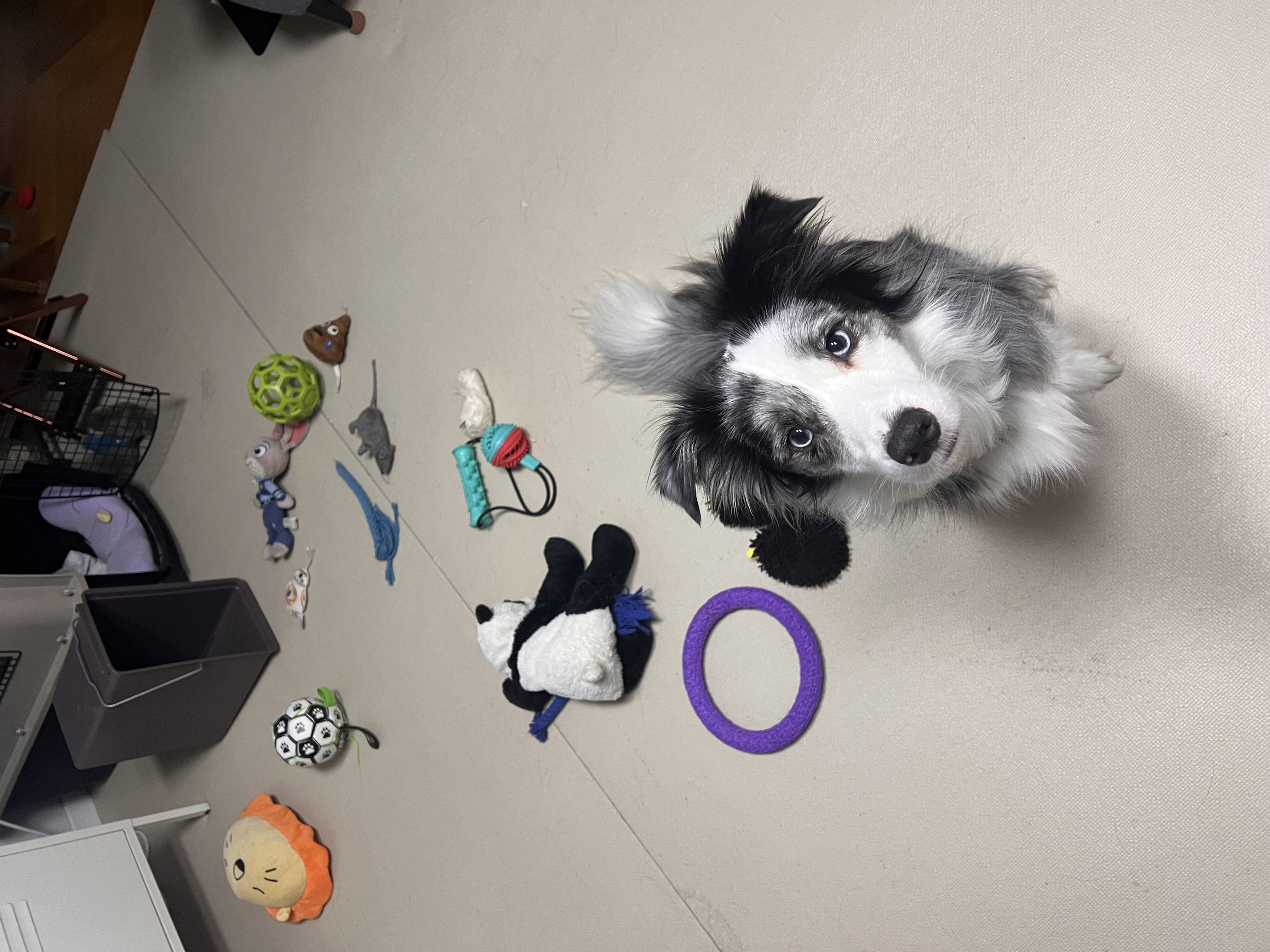 샤인이 입양 5년