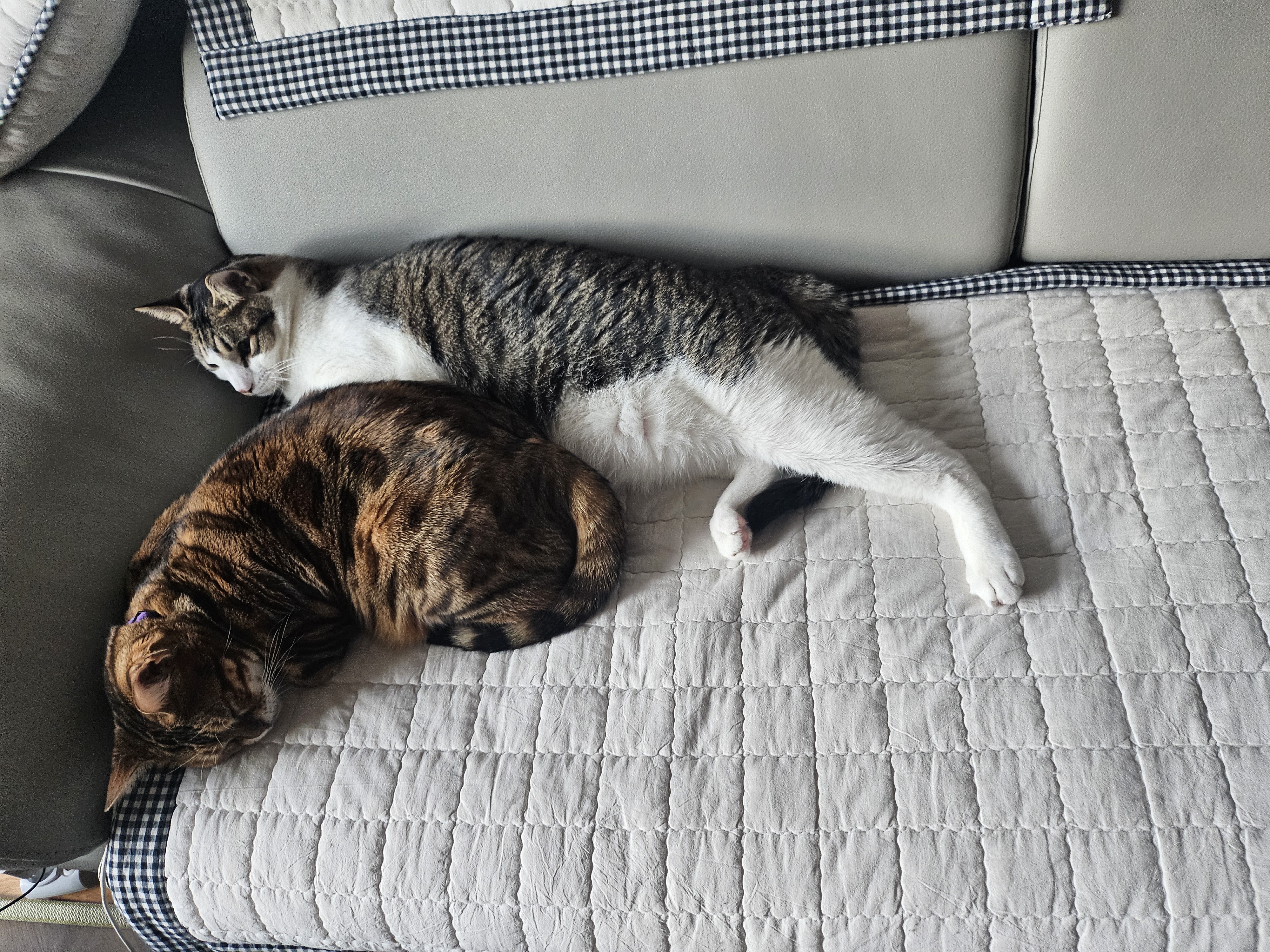 탄이와 함께 2025년으로