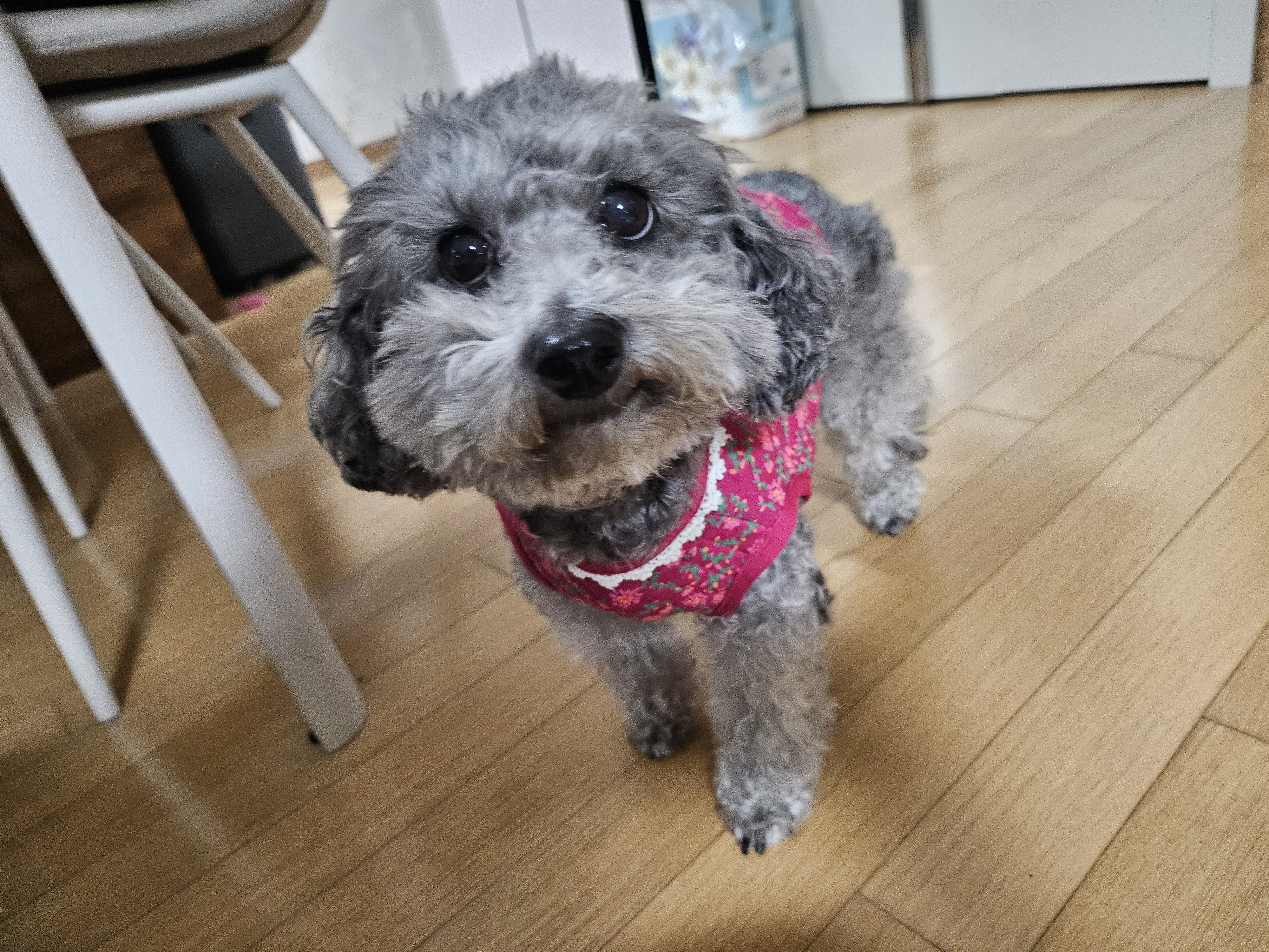 까니(까순이) 임시보호 8개월차