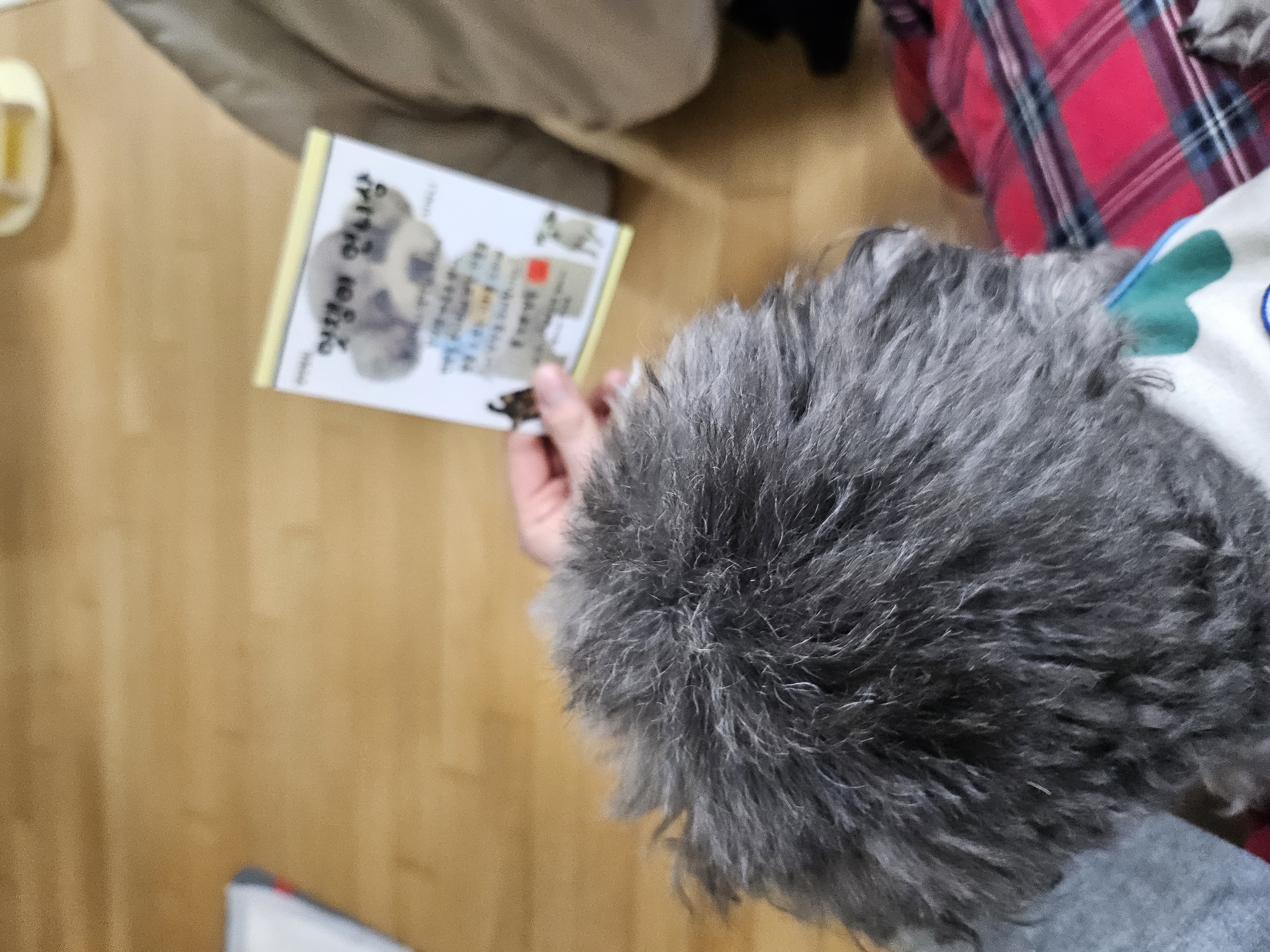 까니(까순이) 임시보호 8개월차