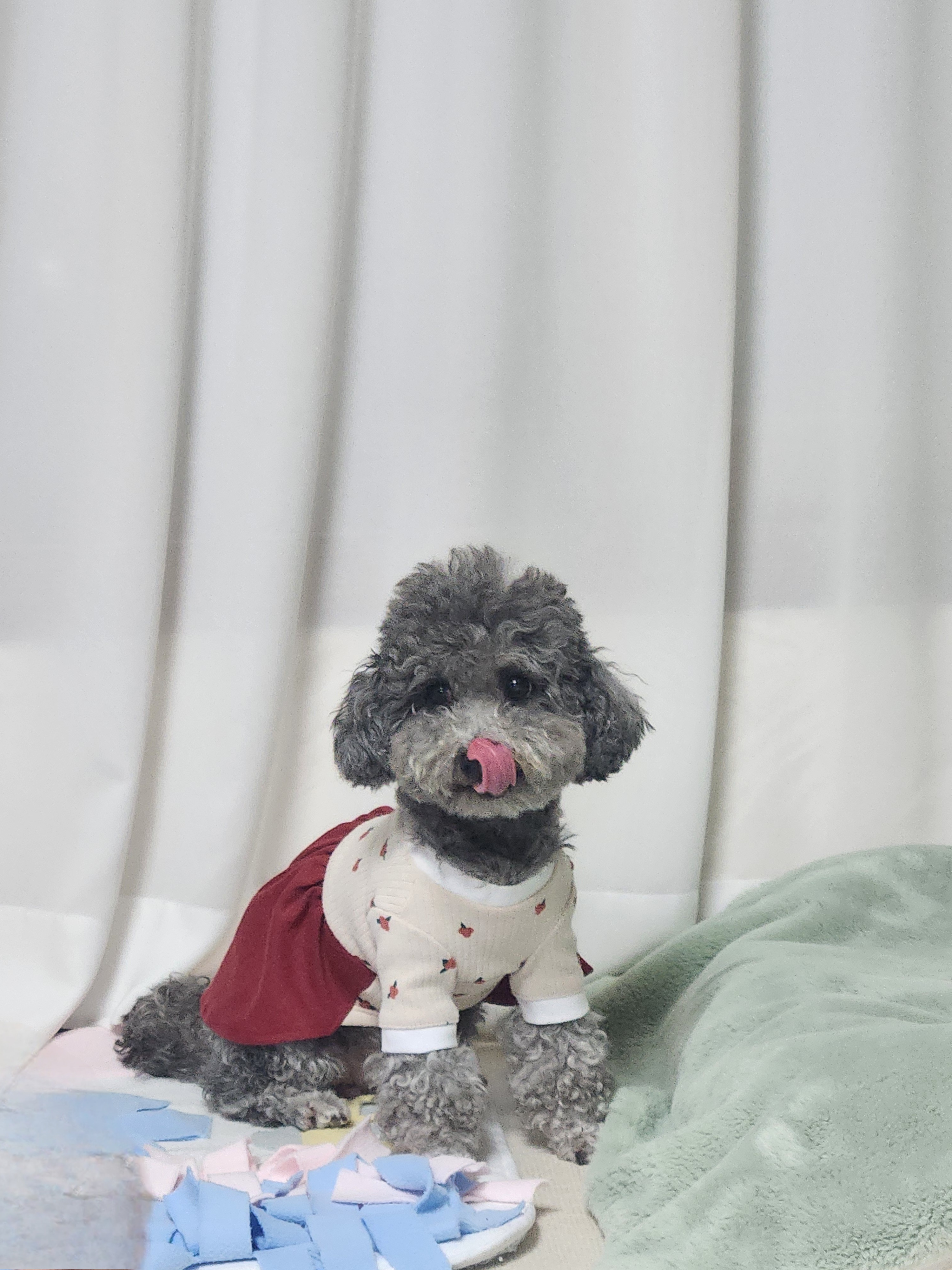 까니(까순이) 임시보호 8개월차