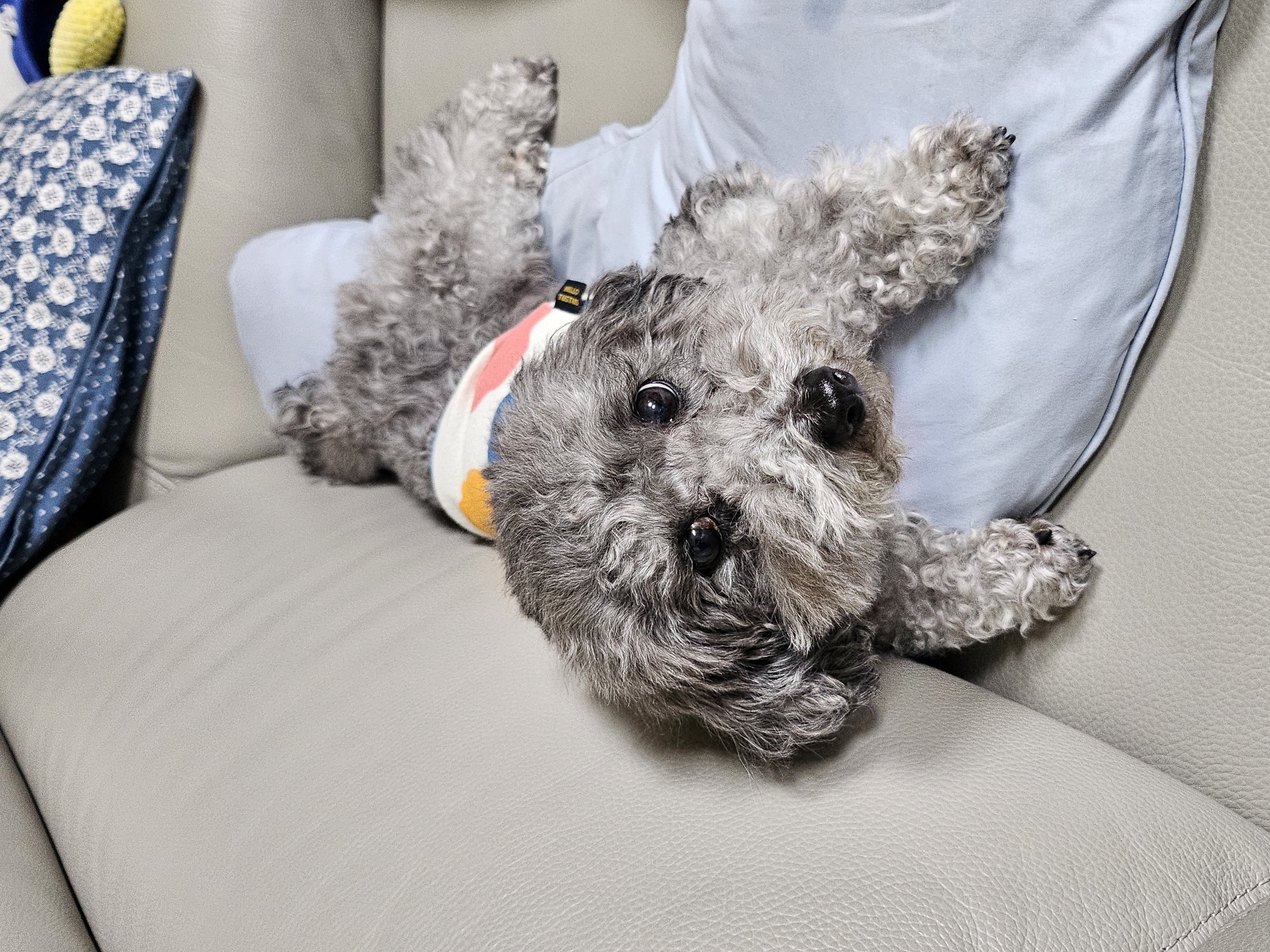 까니(까순이) 임시보호 8개월차