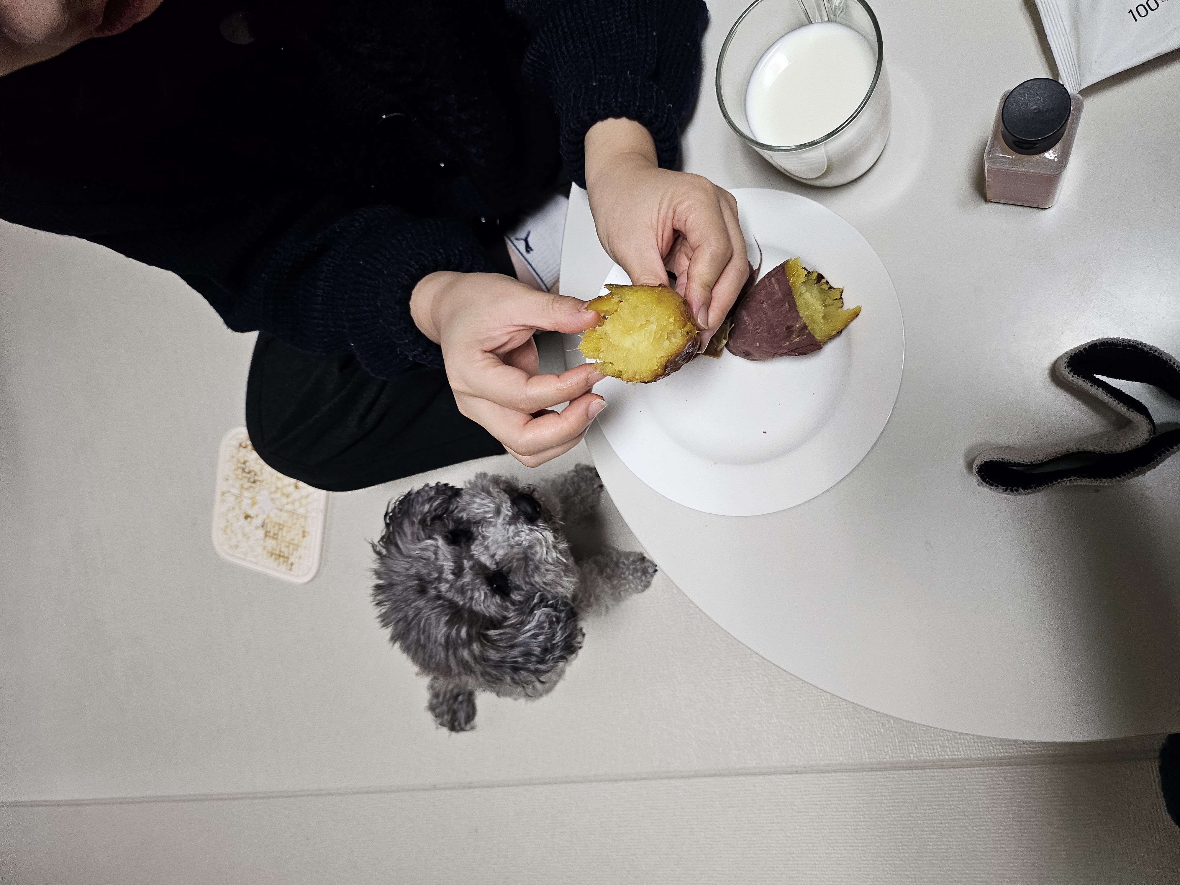 까니(까순이) 임시보호 8개월차