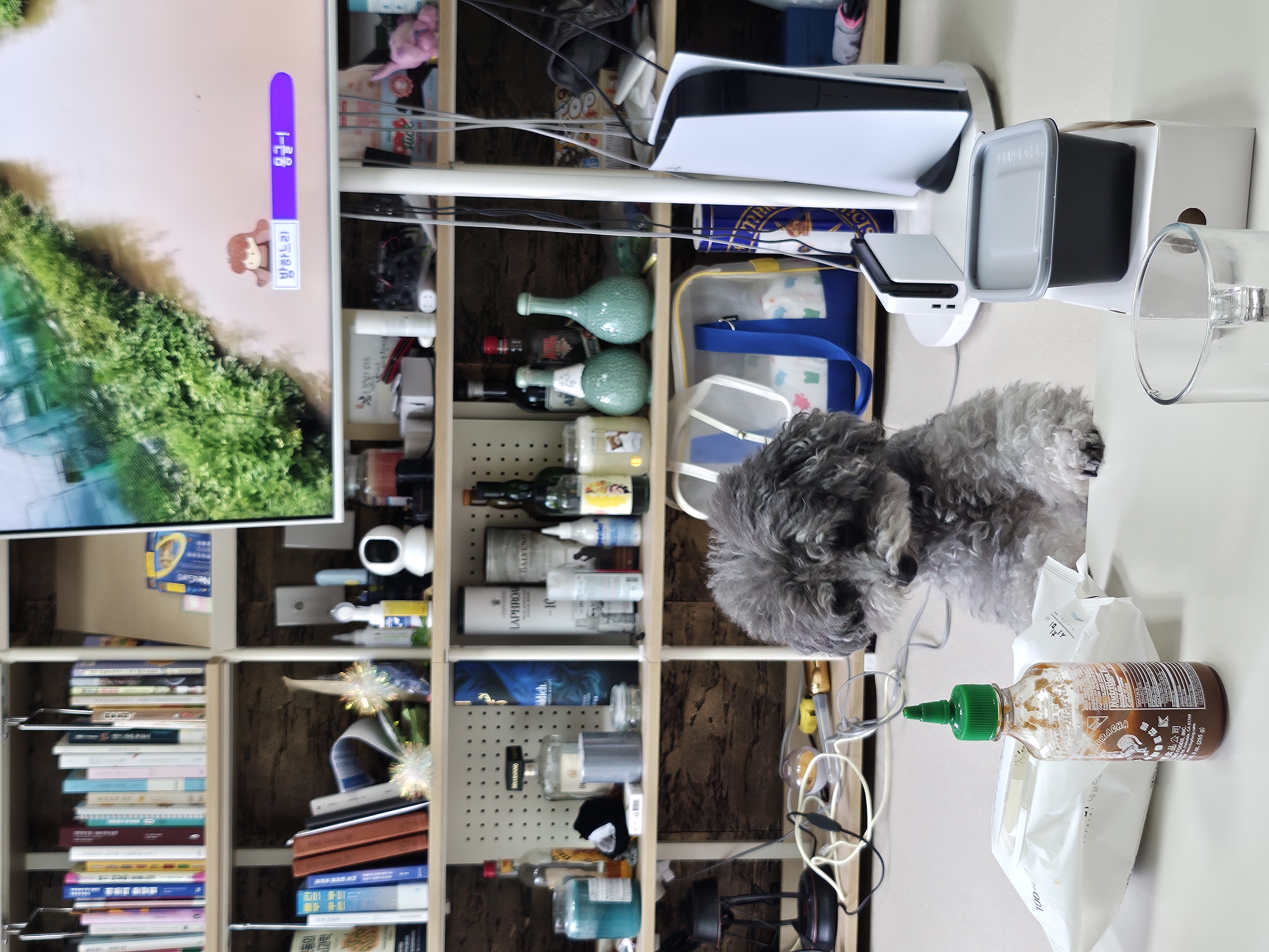 까니(까순이) 임시보호 8개월차