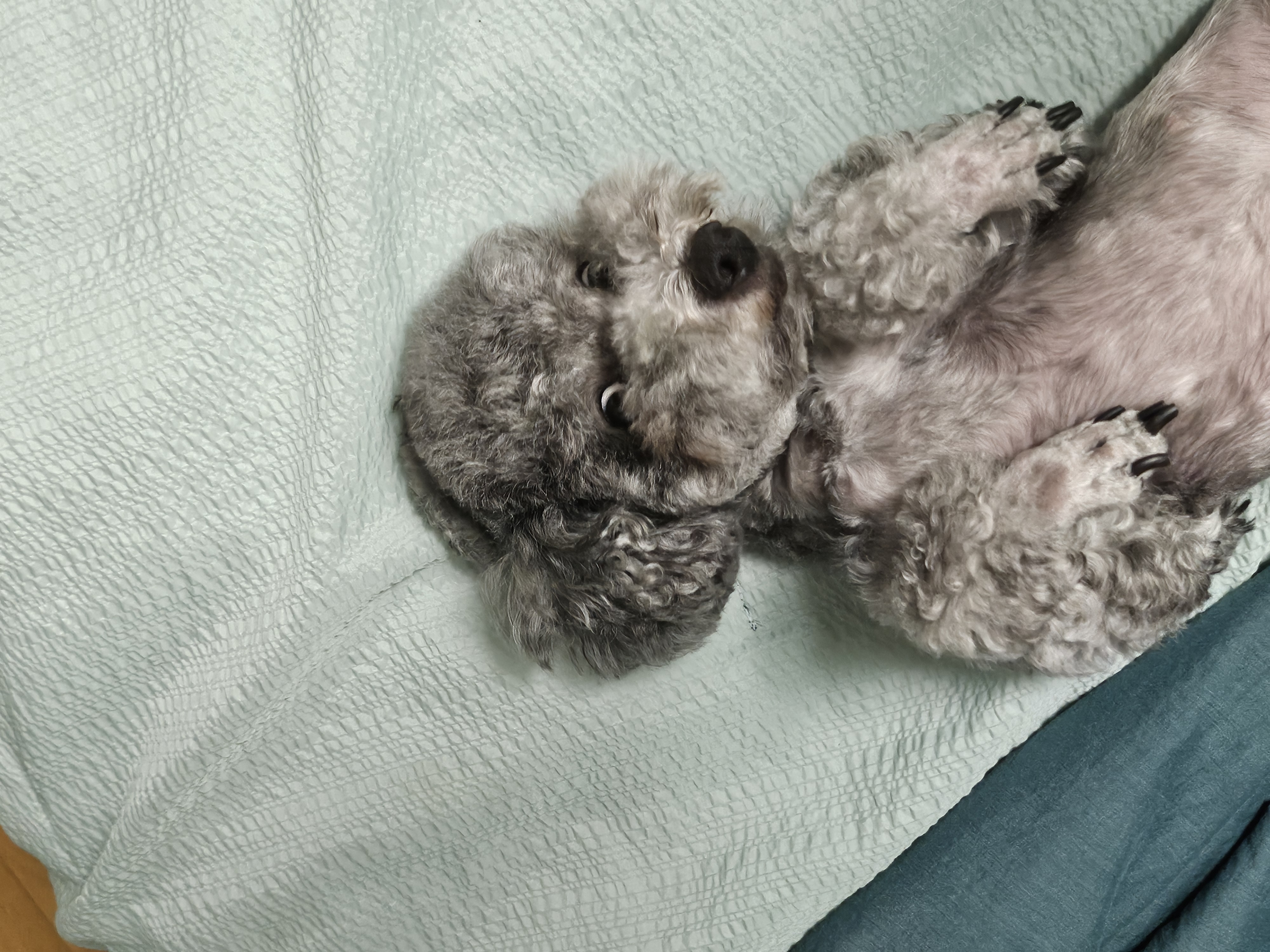 까니(까순이) 임시보호 8개월차