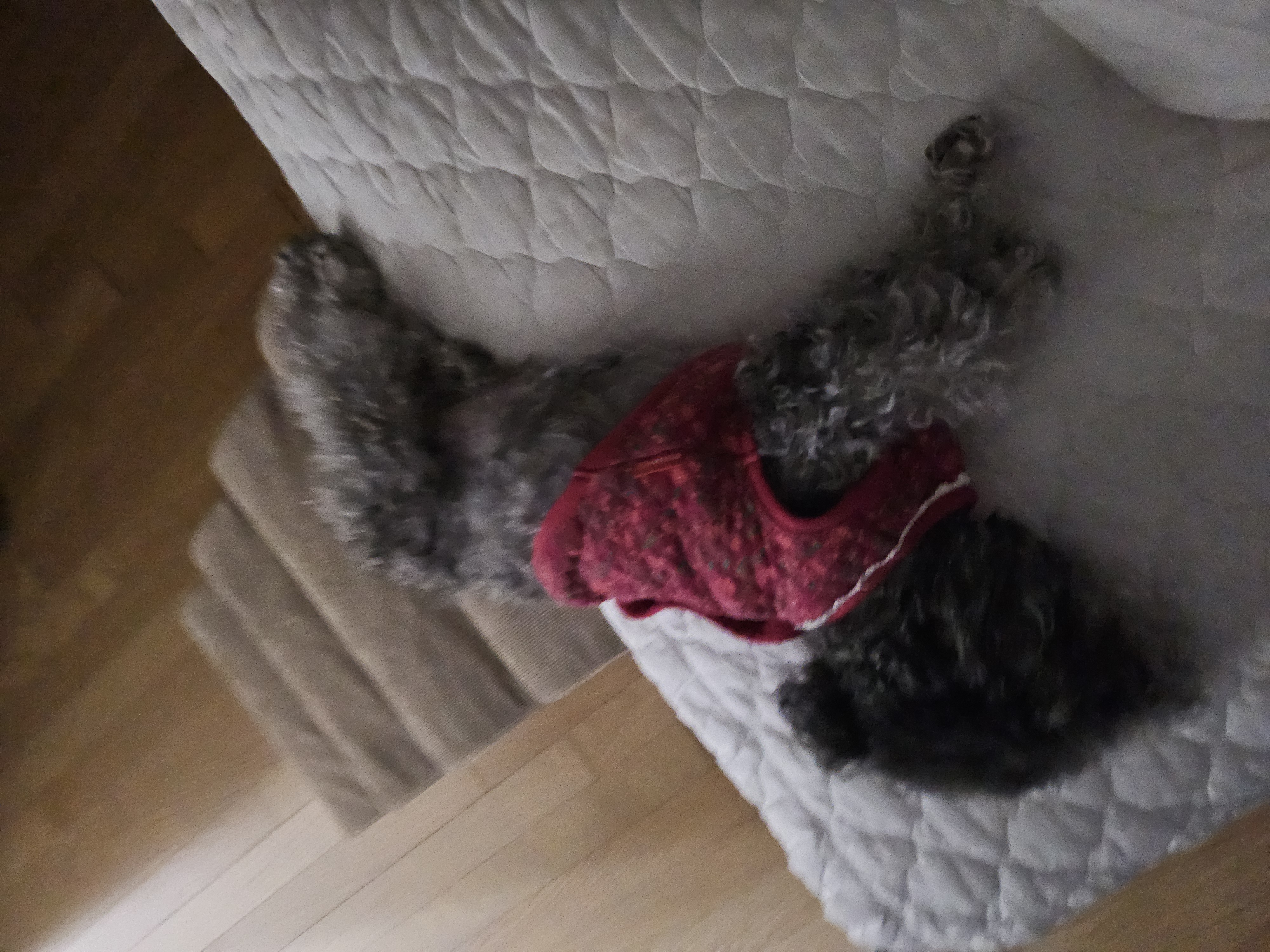 까니(까순이) 임시보호 8개월차