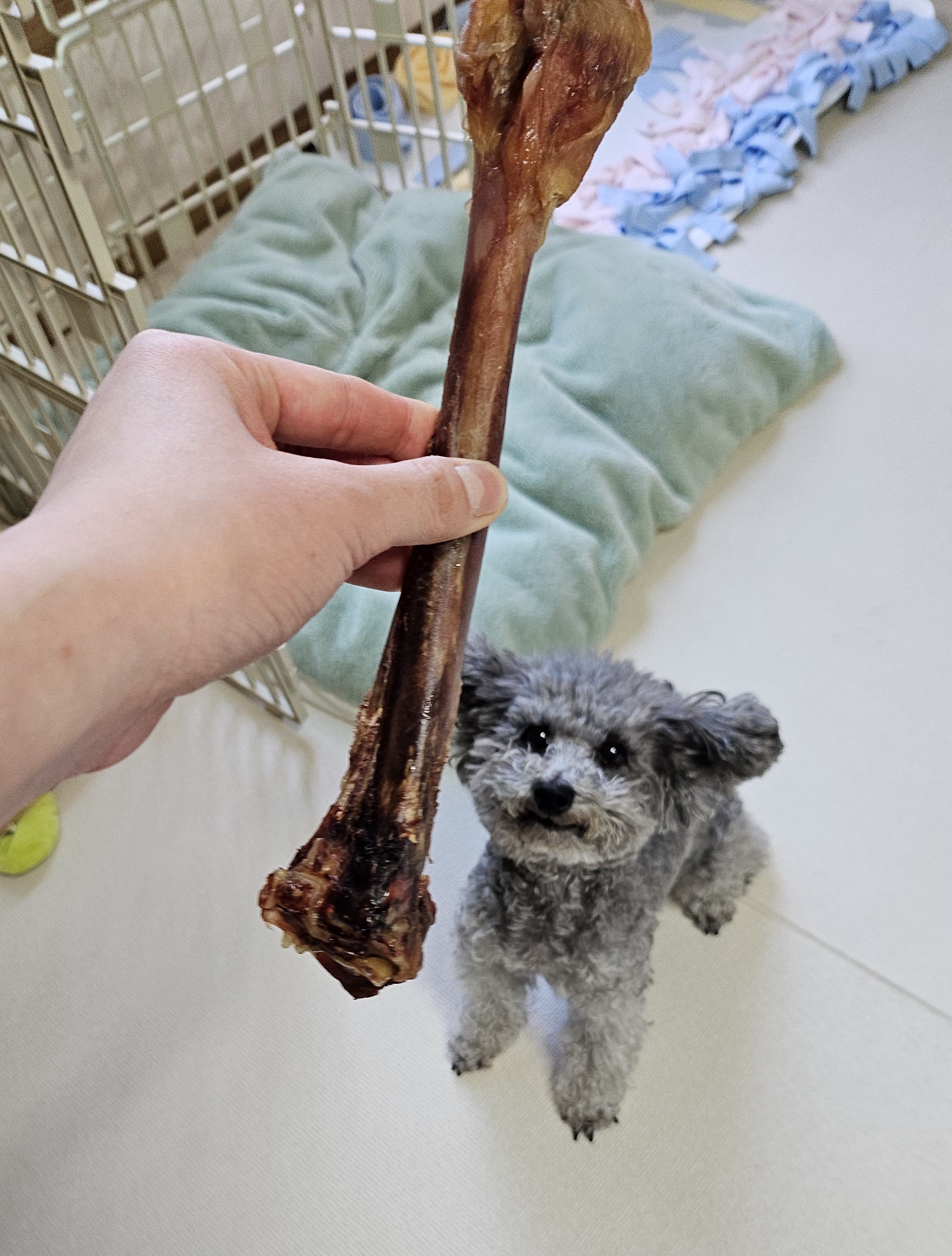 까니(까순이) 임시보호 8개월차