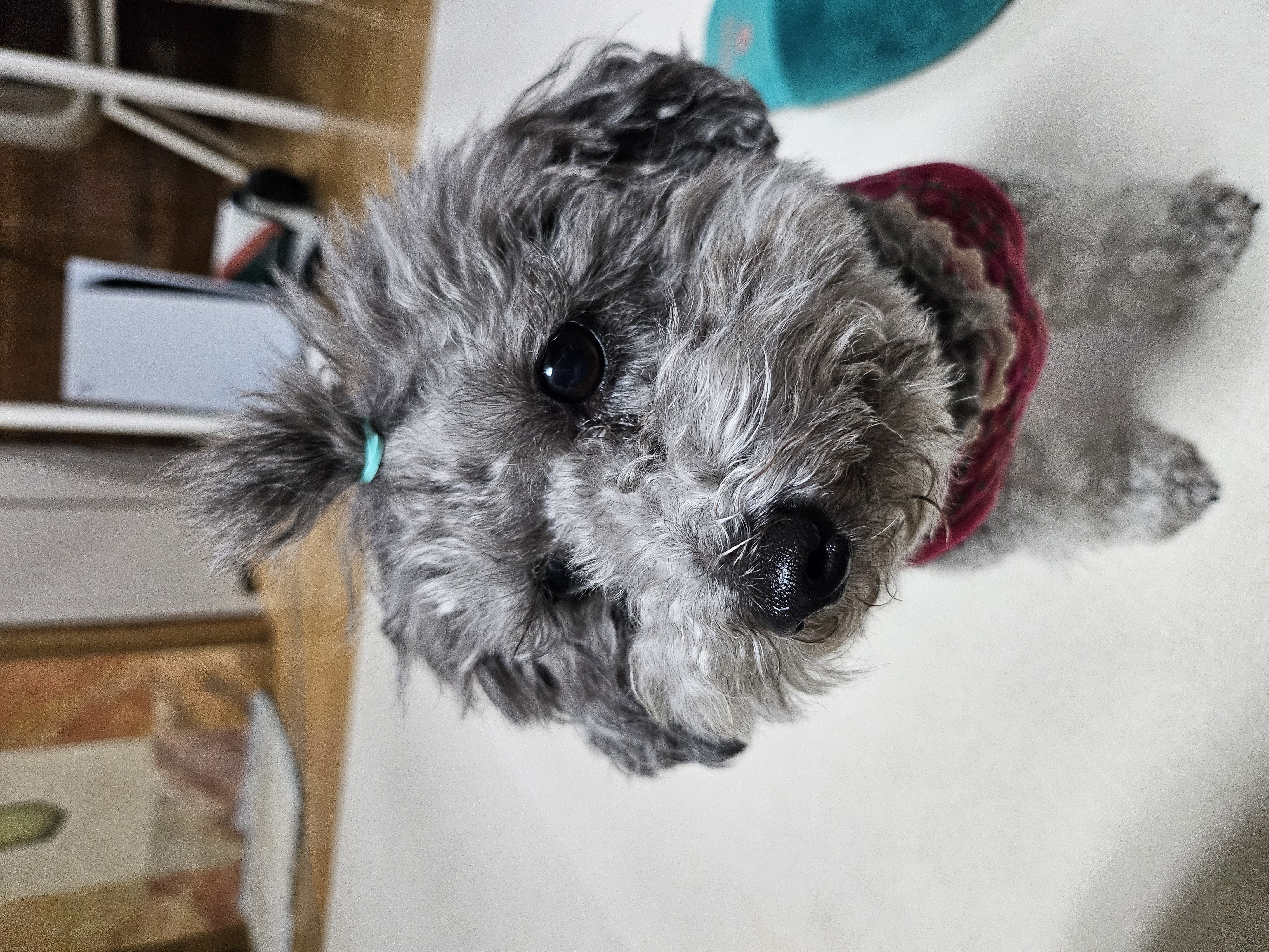 까니(까순이) 임시보호 8개월차