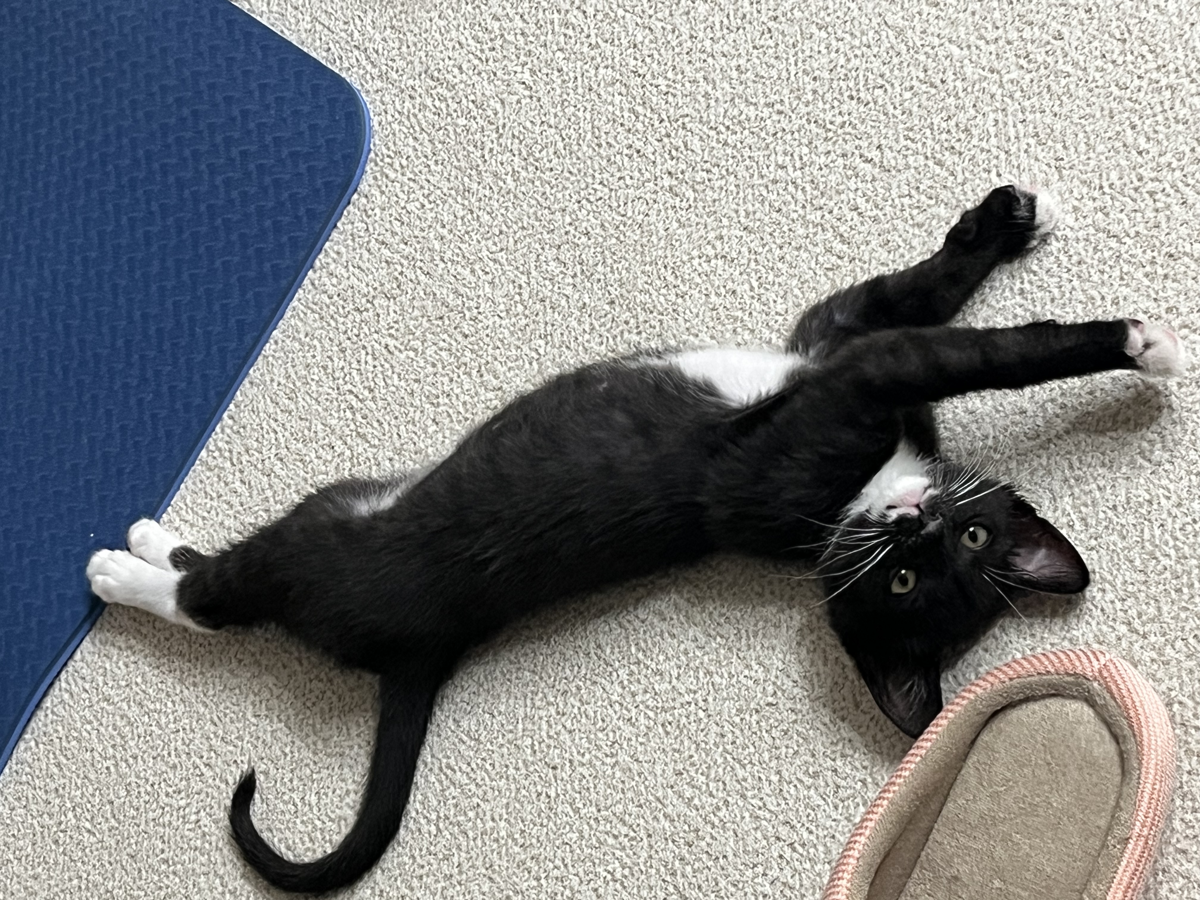 까미의 1개월차 후기