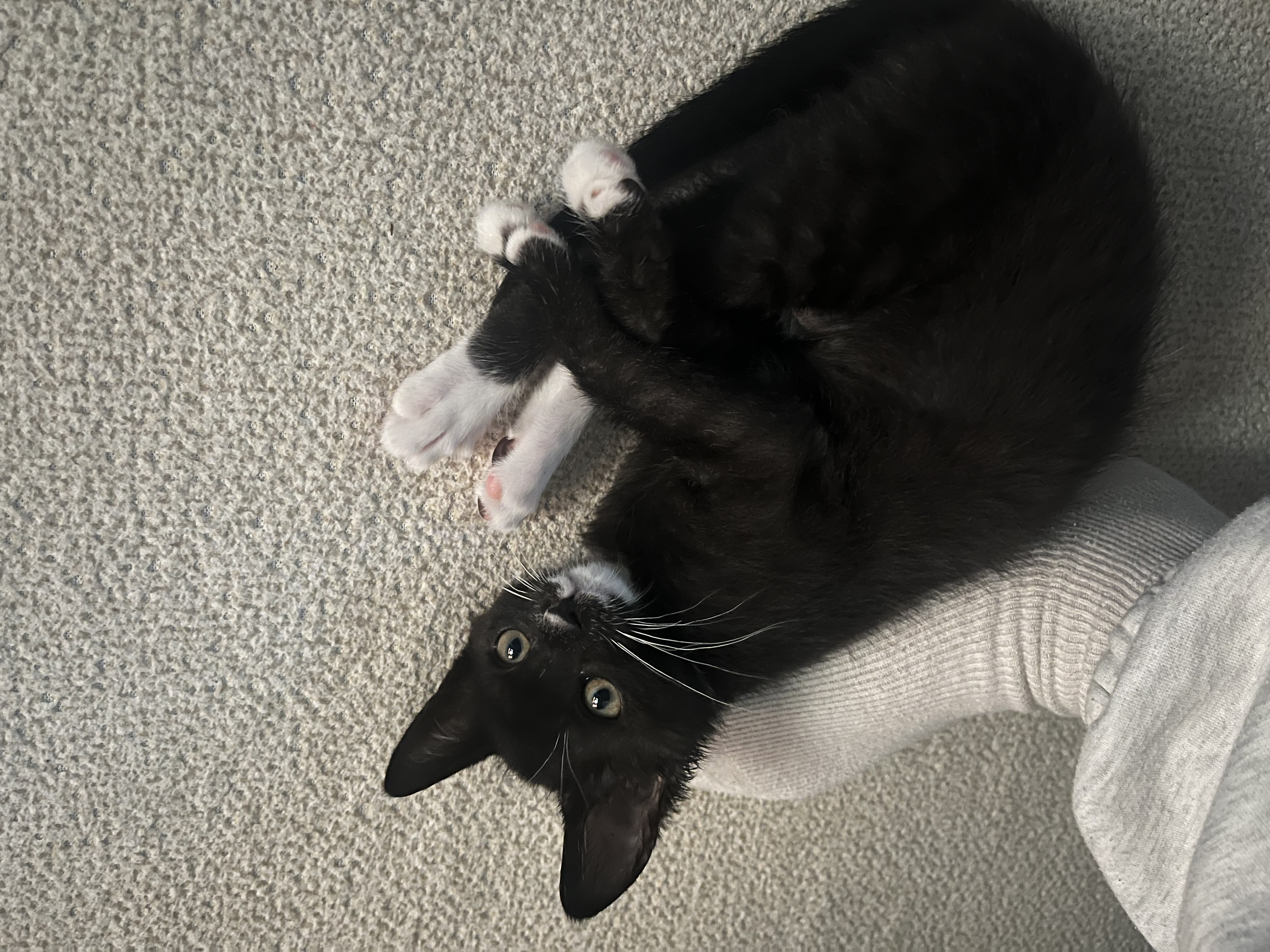 까미의 1개월차 후기