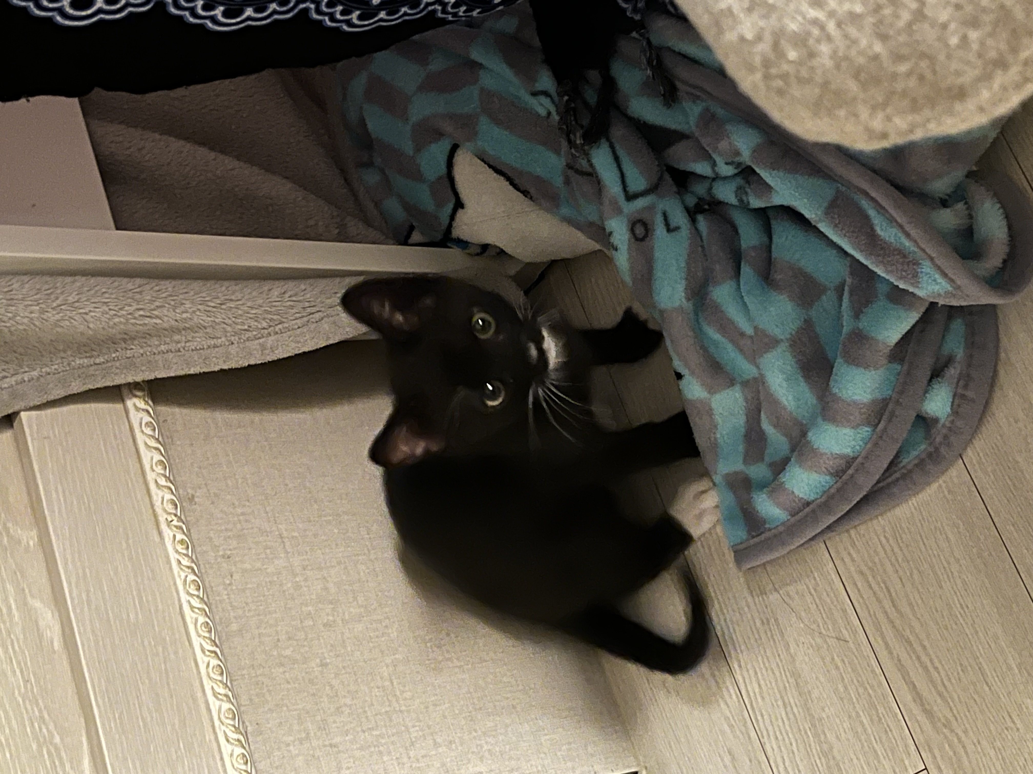 까미의 1개월차 후기