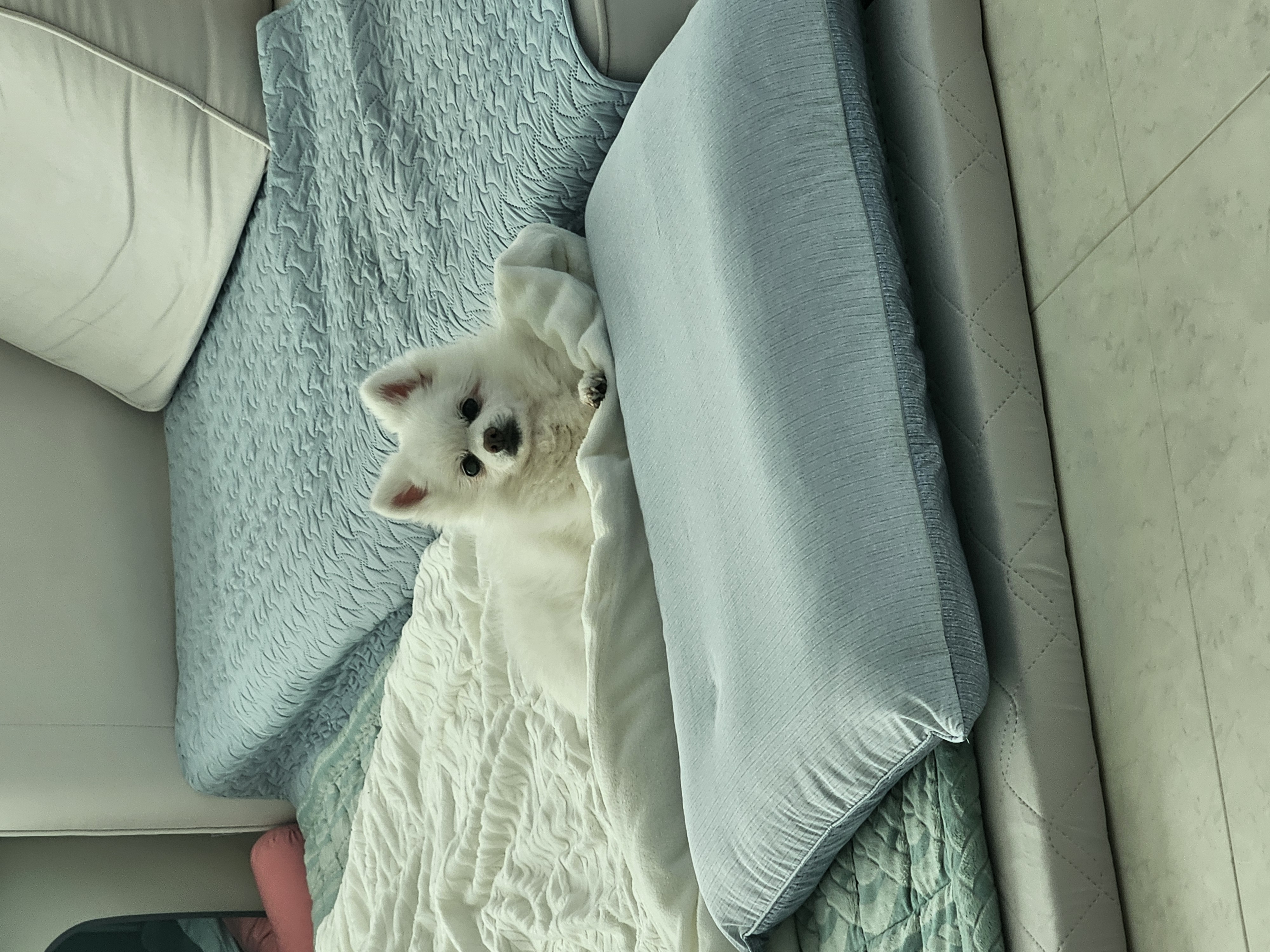 보슬이3번째 임보일기