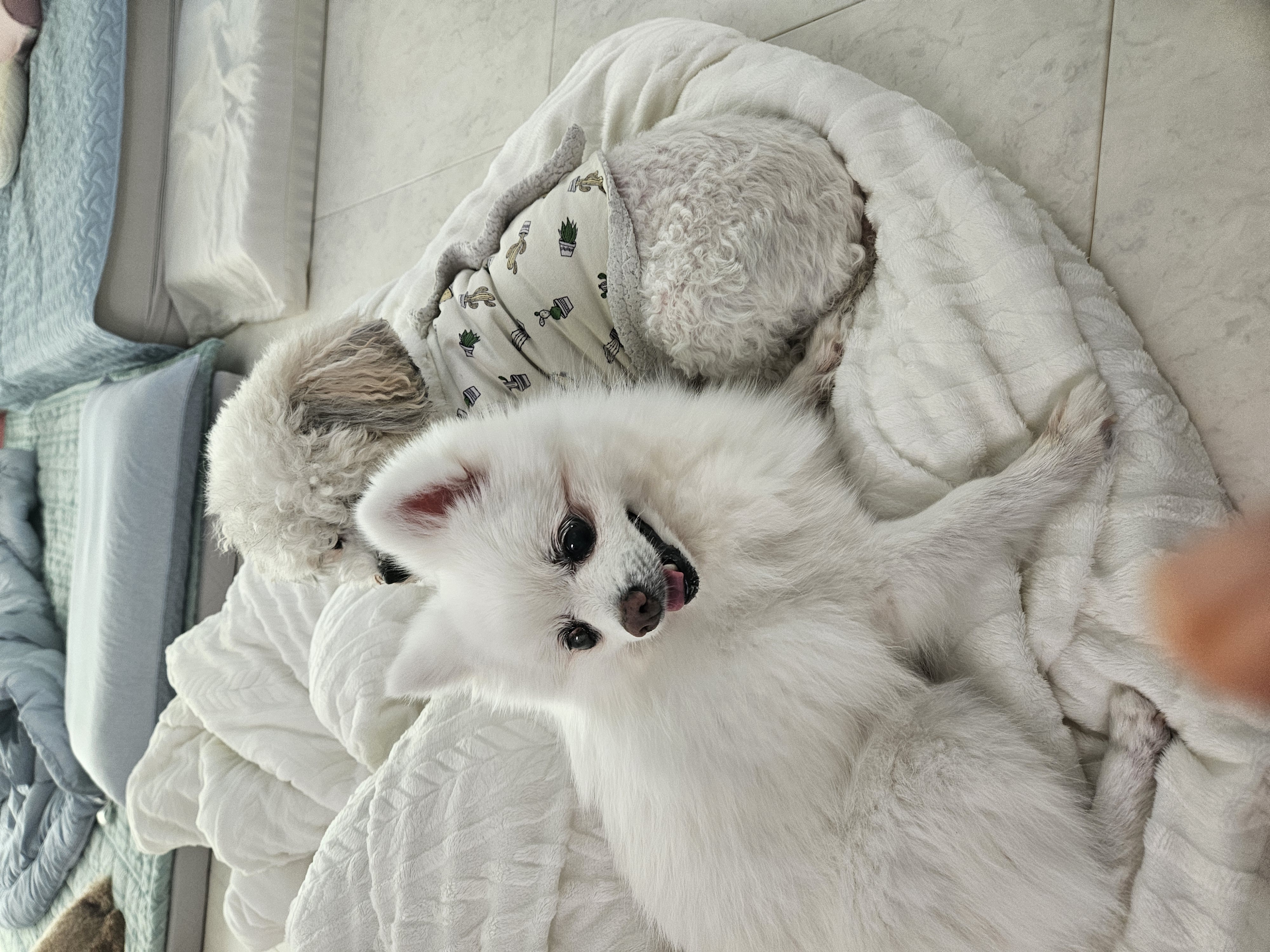 보슬이3번째 임보일기