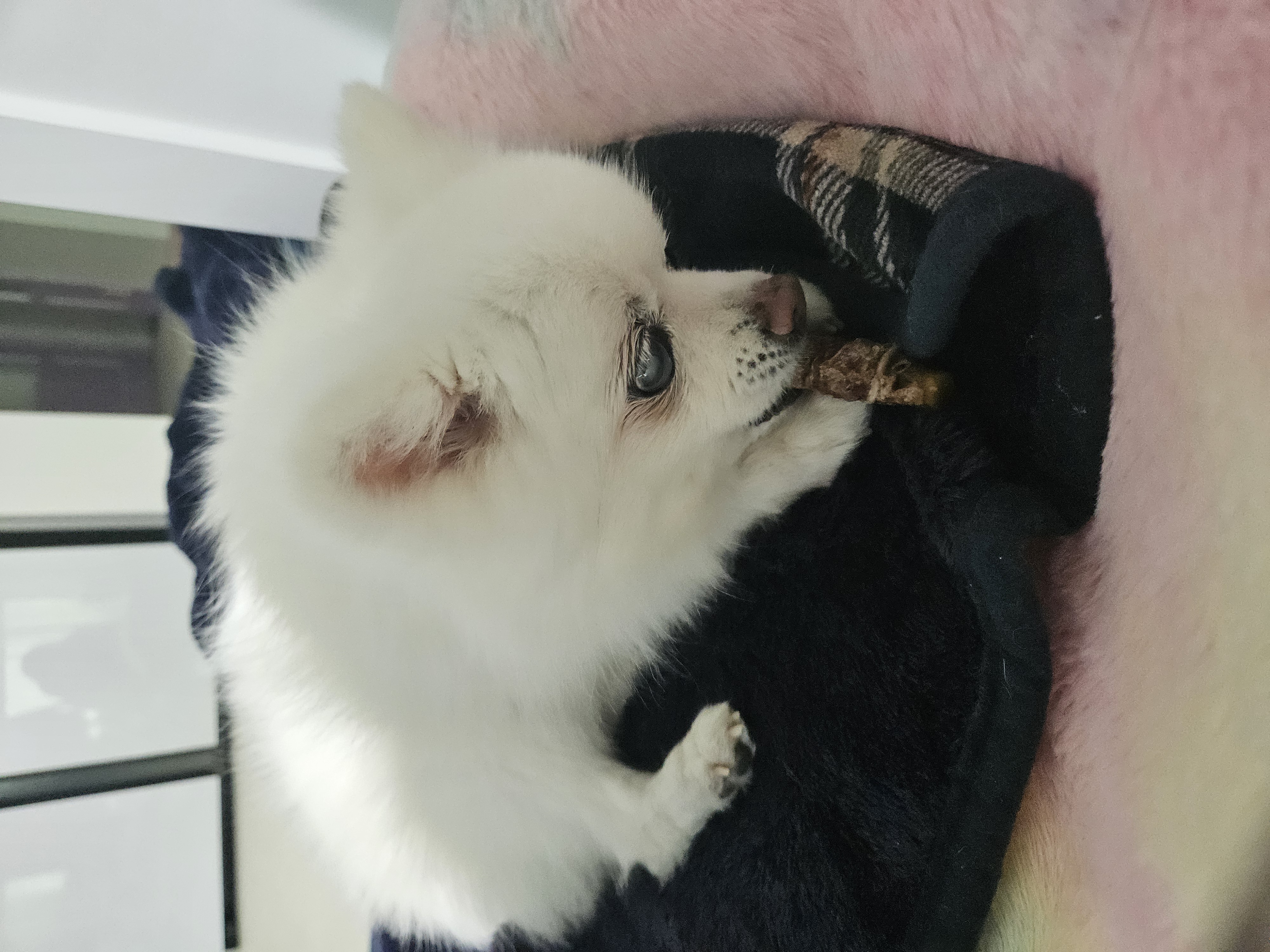 보슬이3번째 임보일기