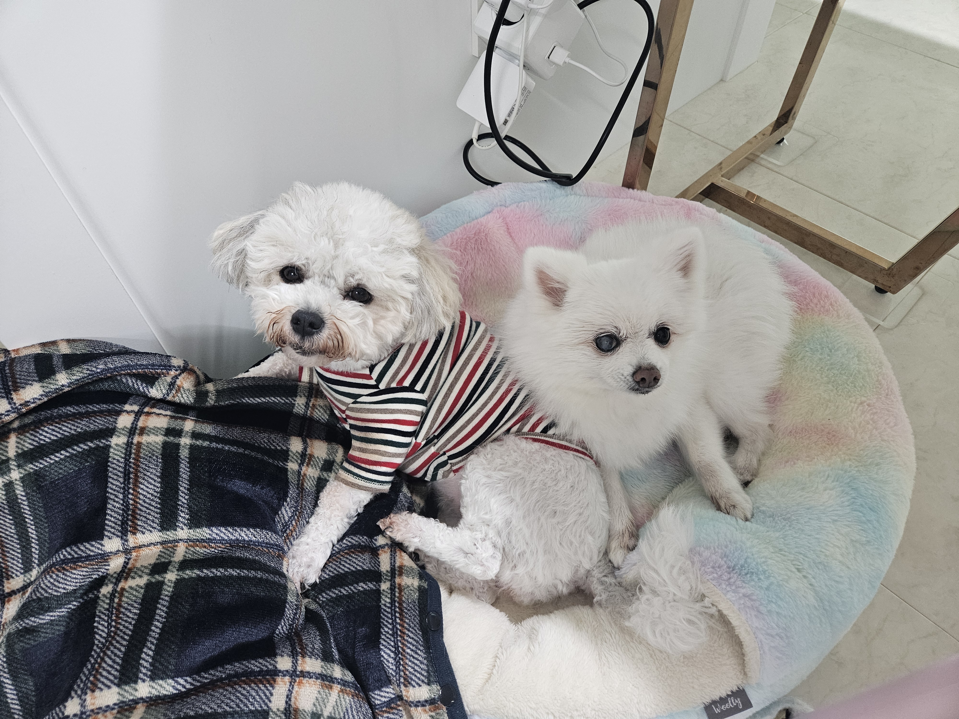 보슬이3번째 임보일기