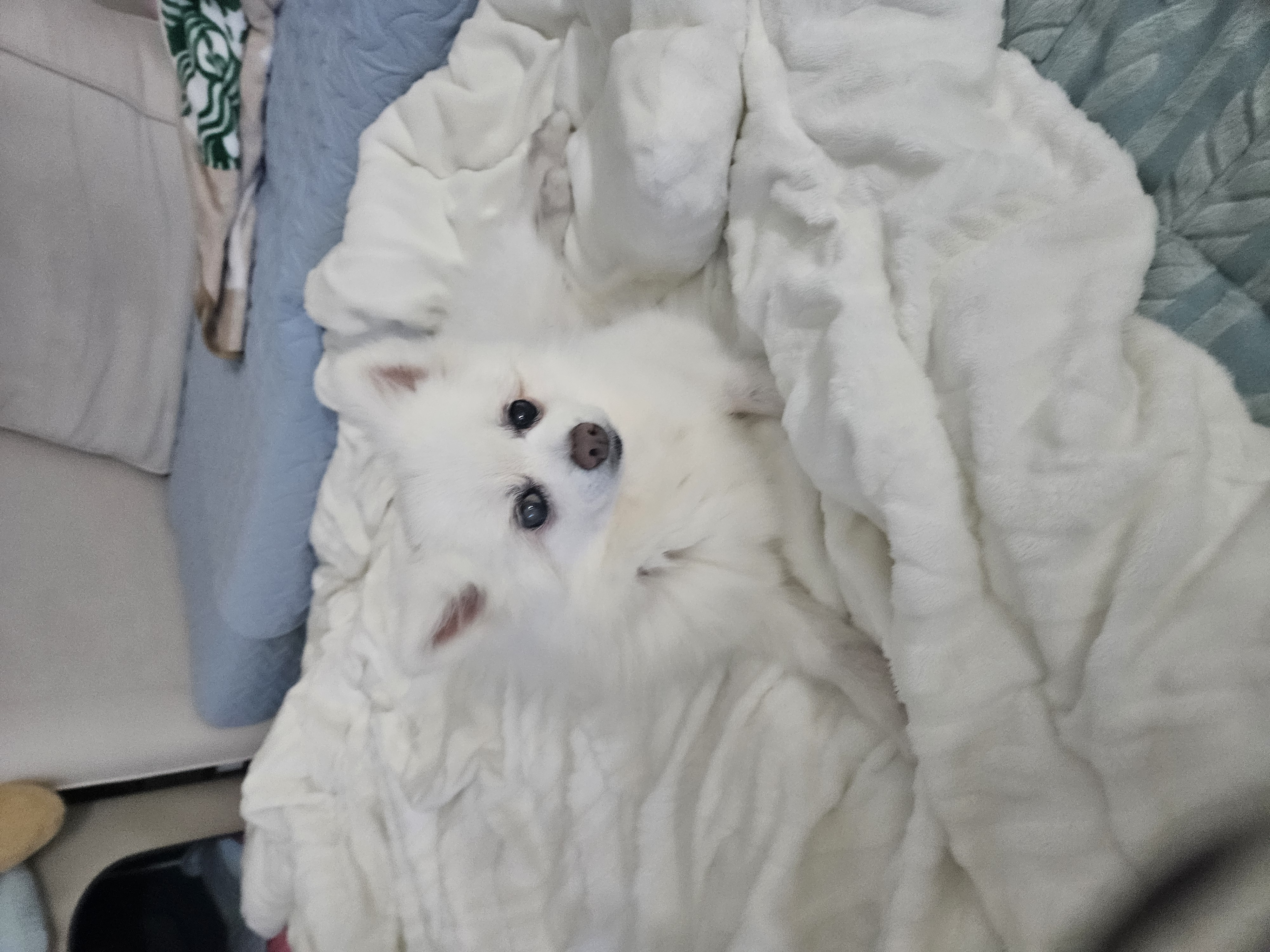 보슬이3번째 임보일기