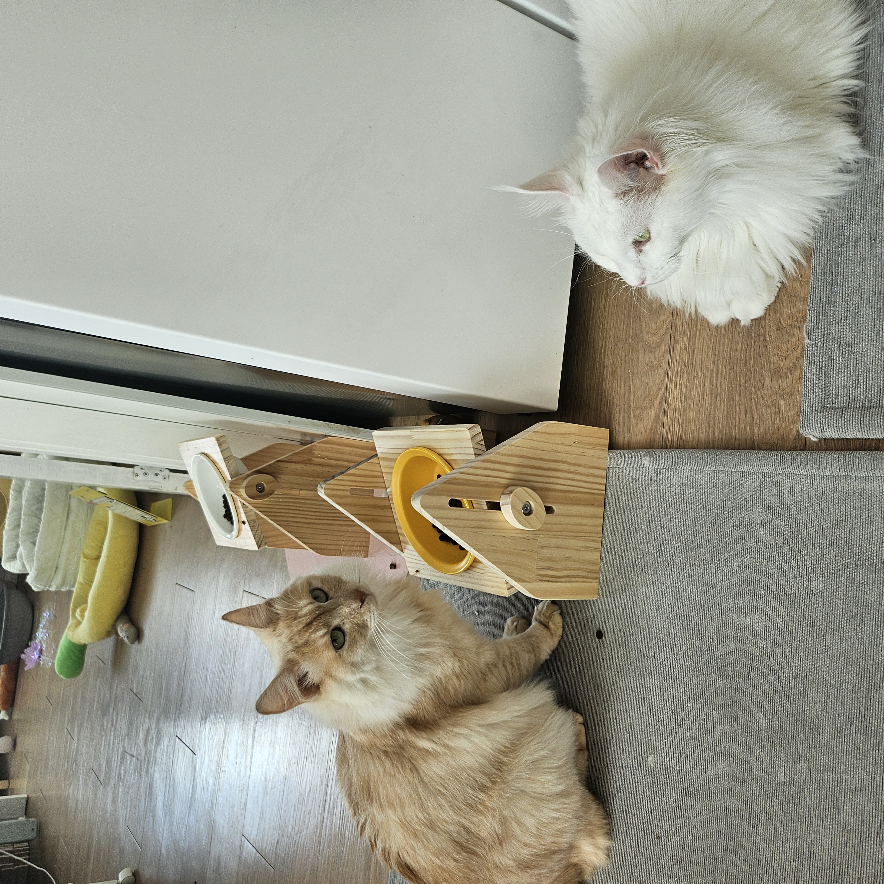 깨냐 (구 모이) 입양 일주일차