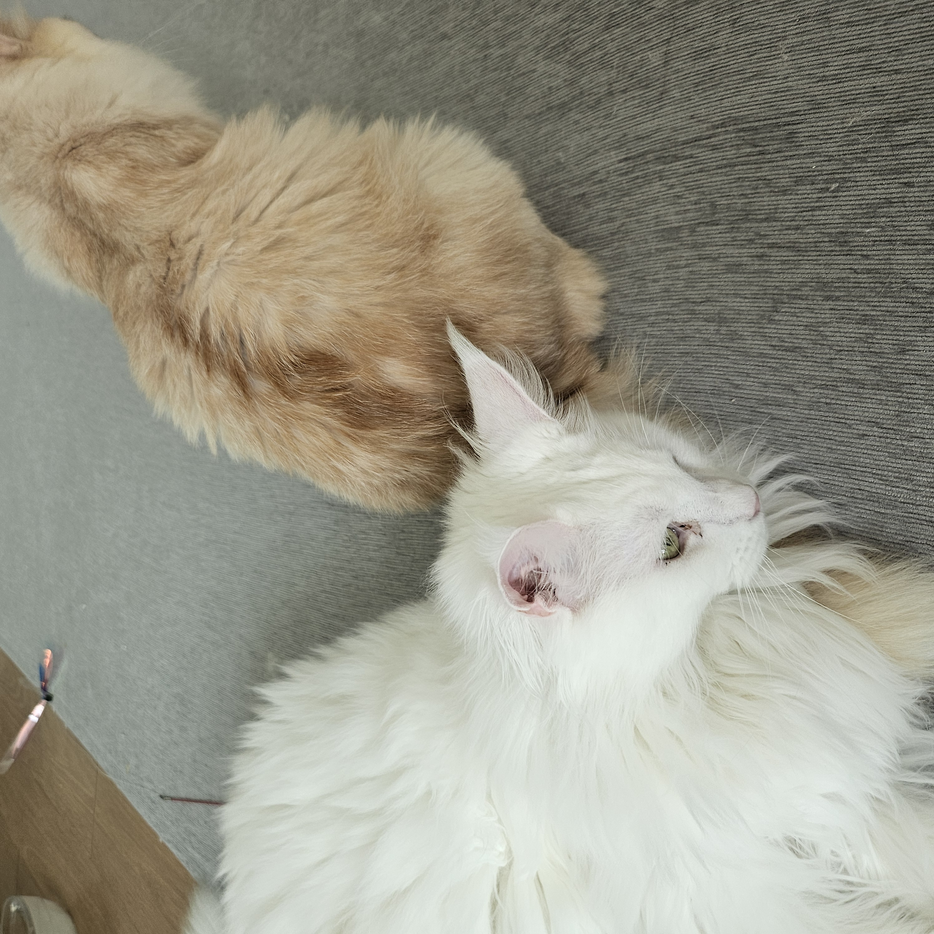 깨냐 (구 모이) 입양 일주일차