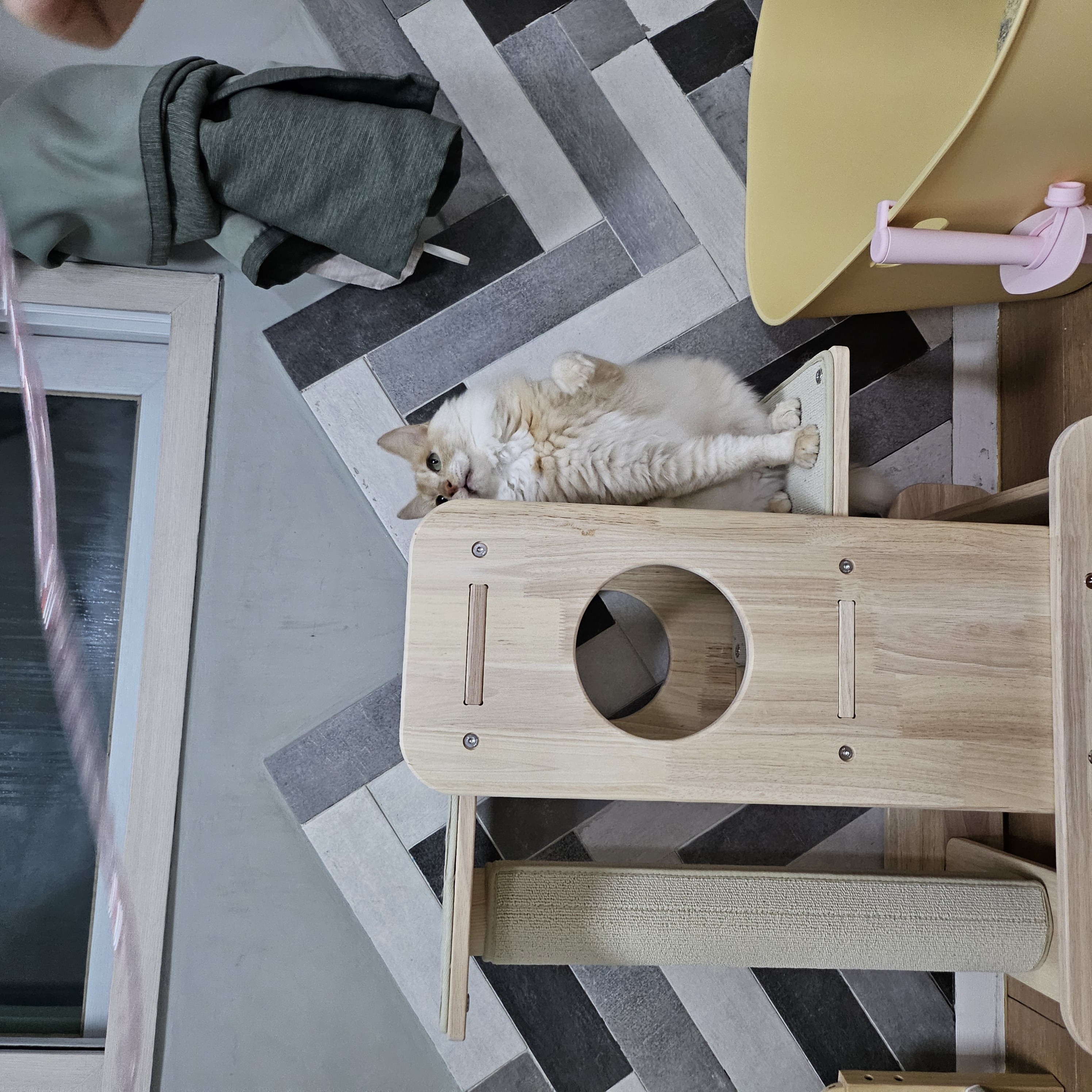 깨냐 (구 모이) 입양 일주일차