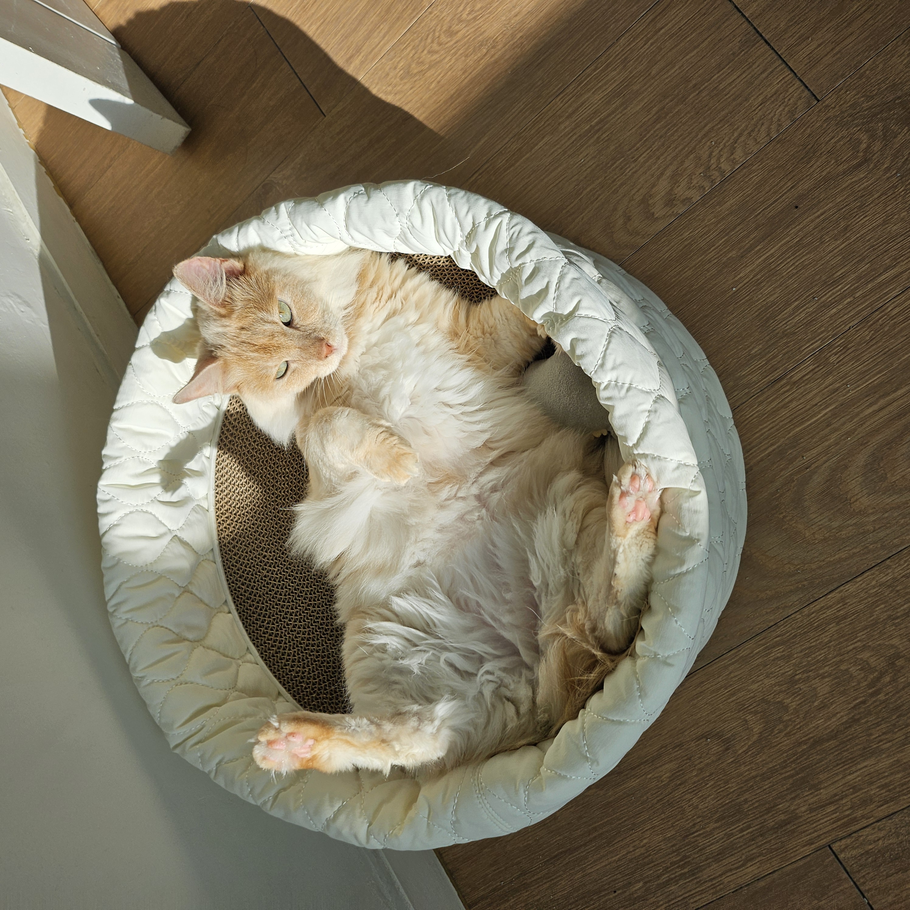 깨냐 (구 모이) 입양 일주일차