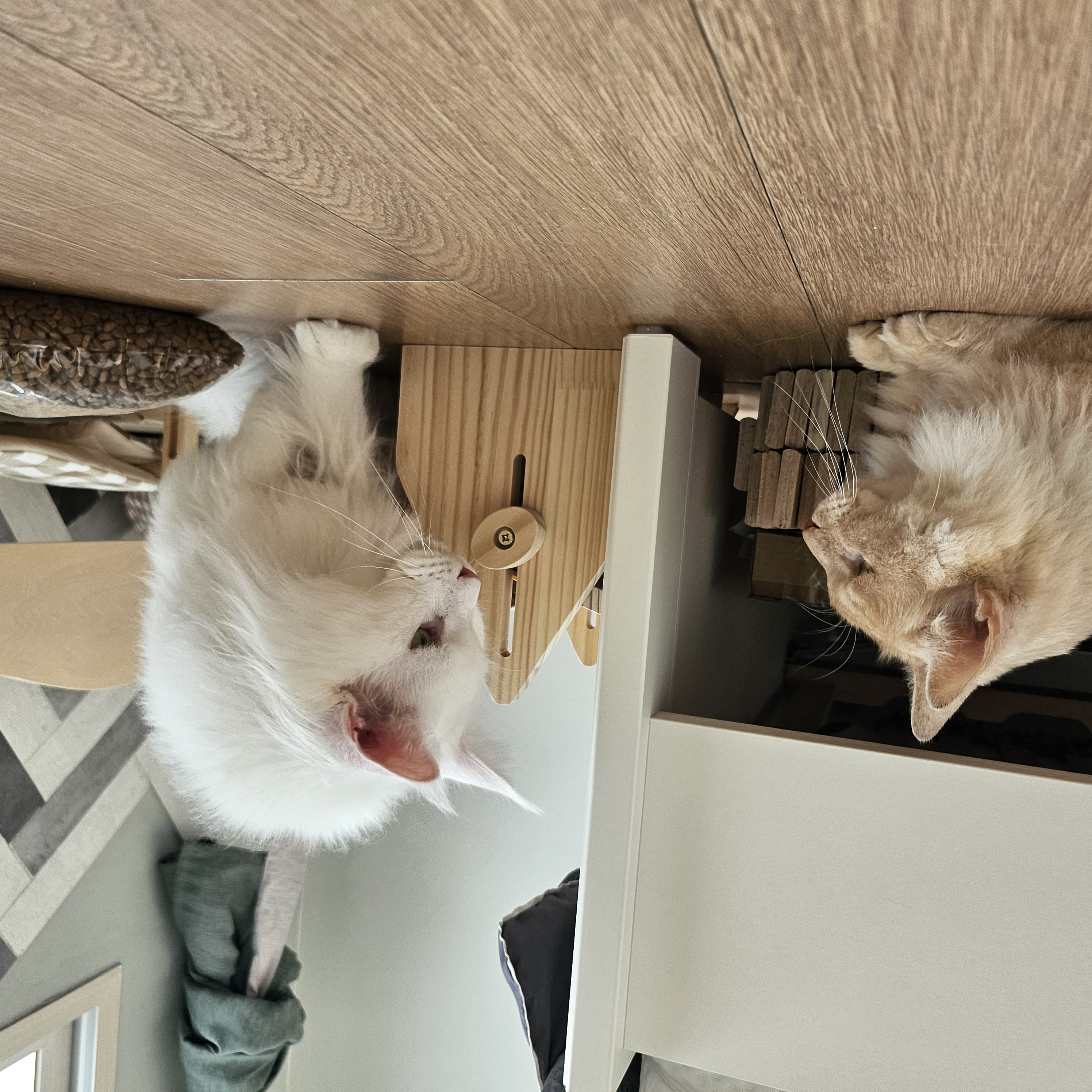 깨냐 (구 모이) 입양 일주일차