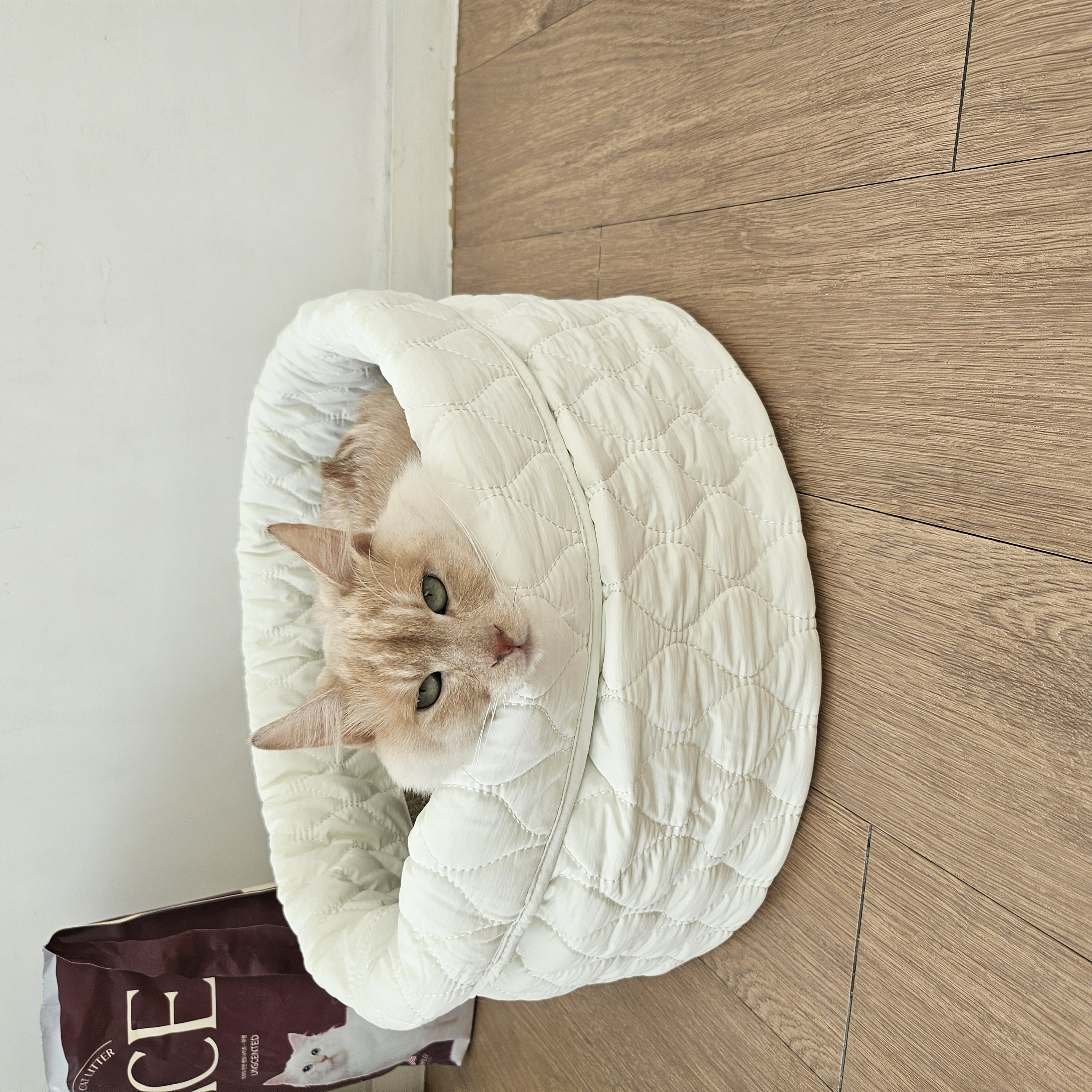 깨냐 (구 모이) 입양 일주일차