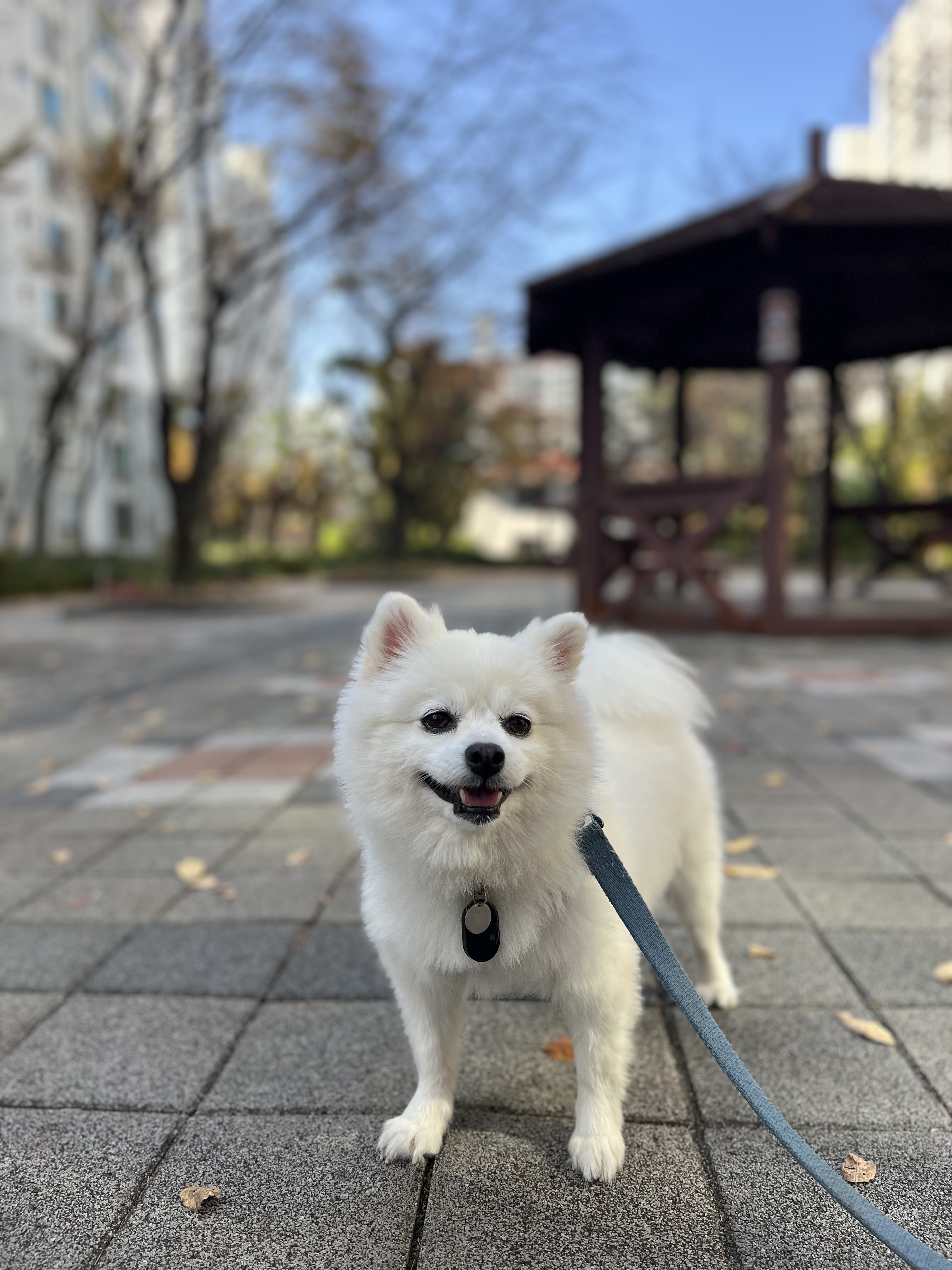 오쥬 임시보호 7개월차 근황입니다!