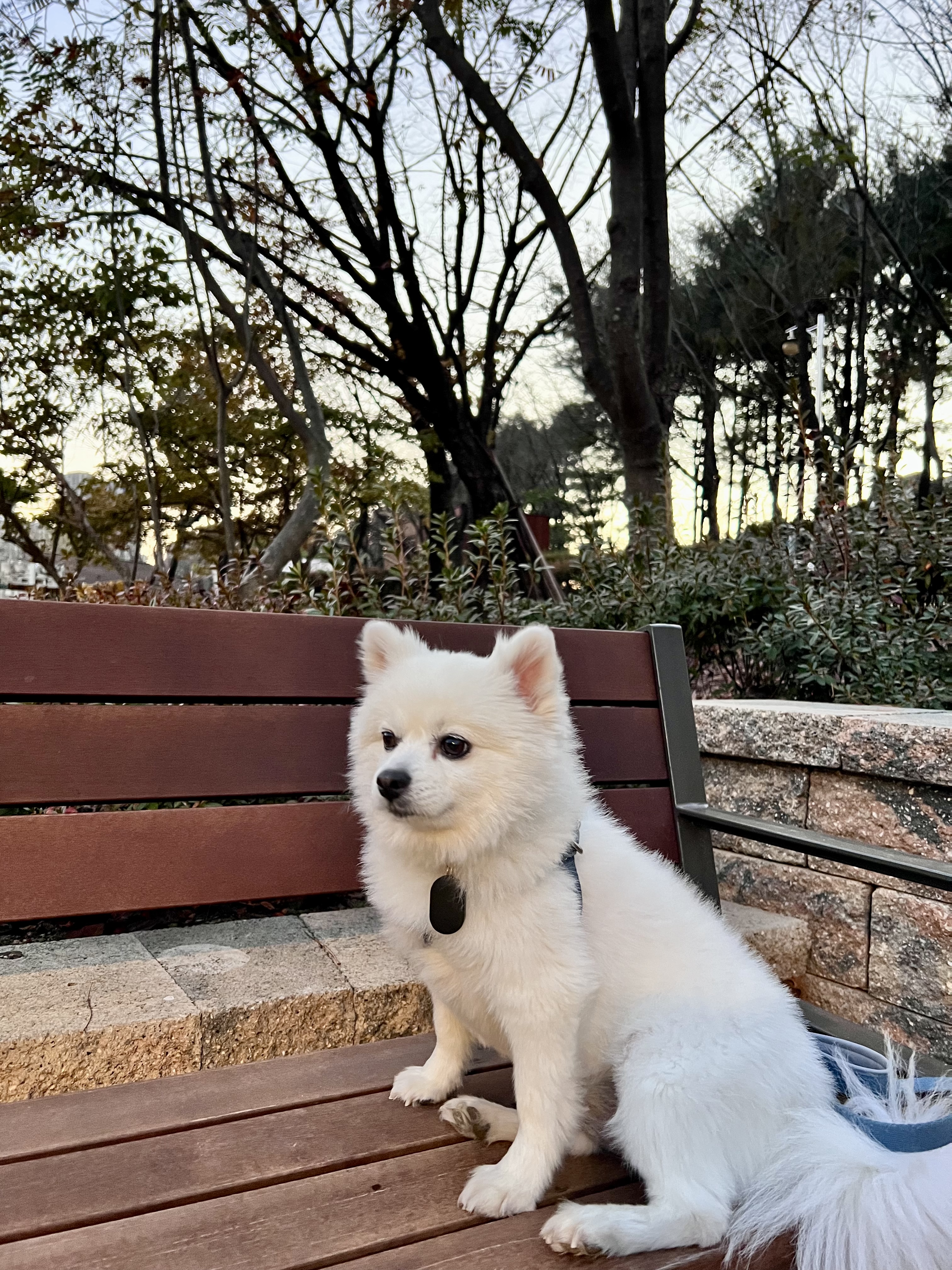 오쥬 임시보호 7개월차 근황입니다!