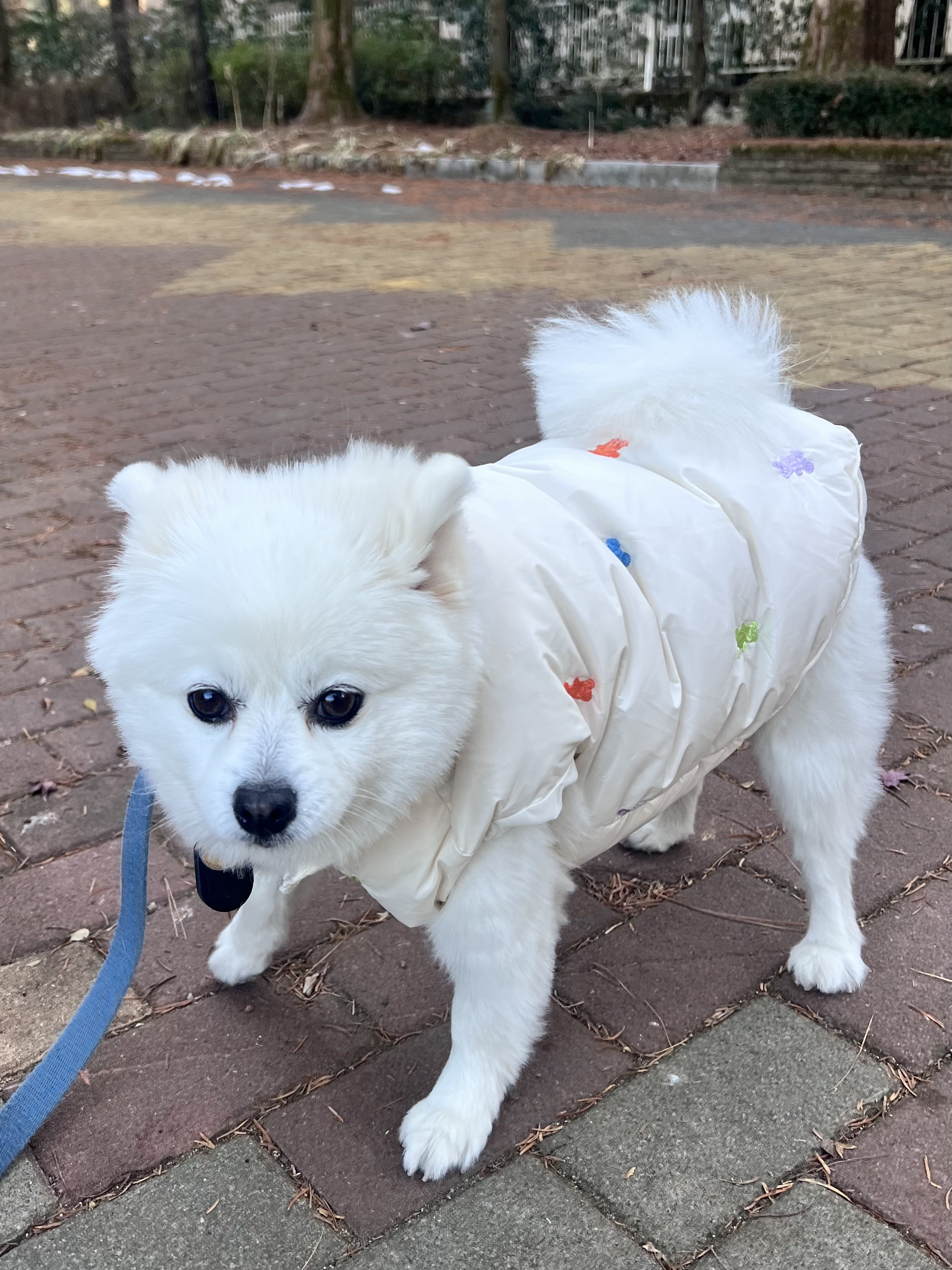 오쥬 임시보호 7개월차 근황입니다!