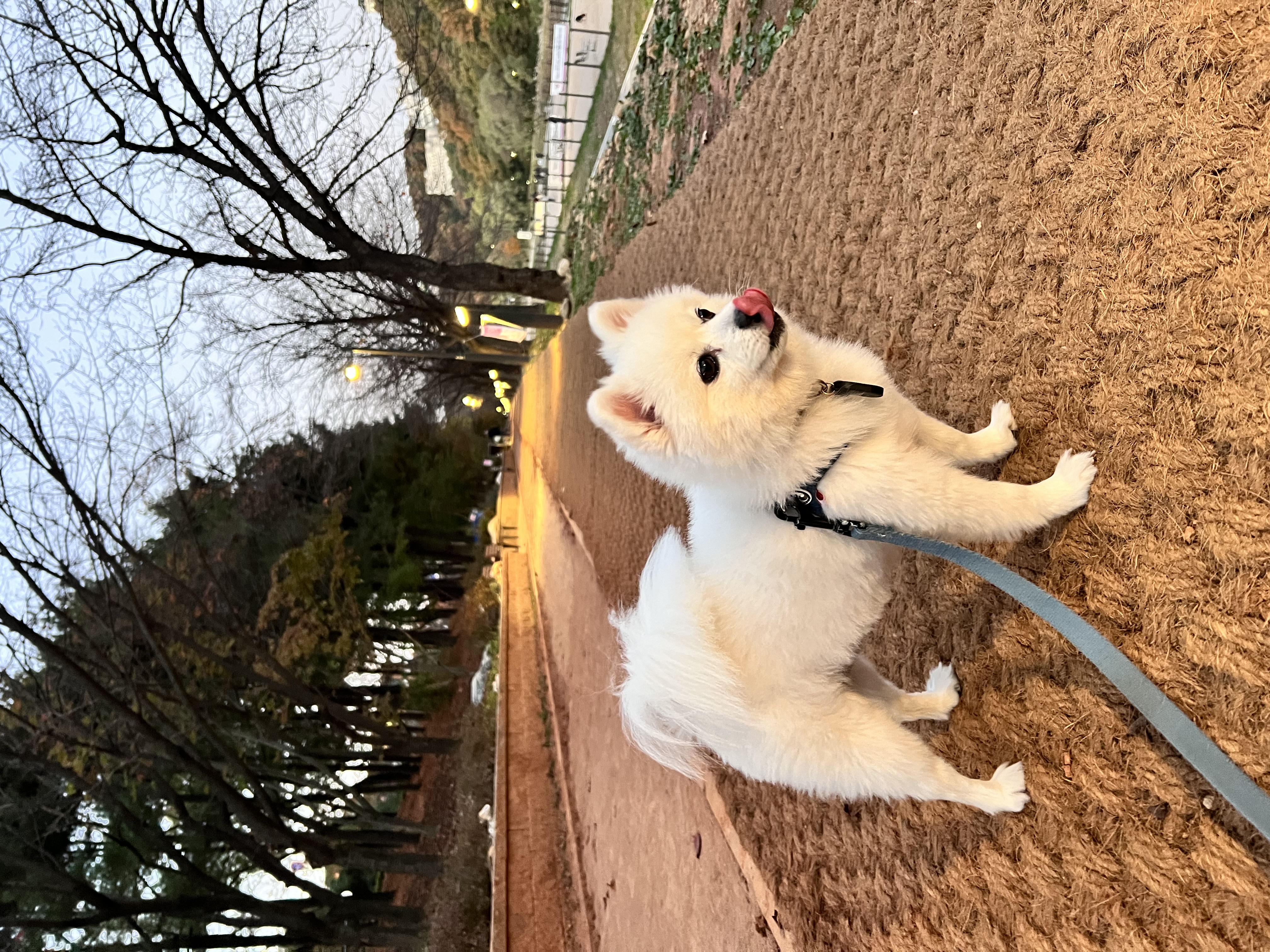 오쥬 임시보호 7개월차 근황입니다!