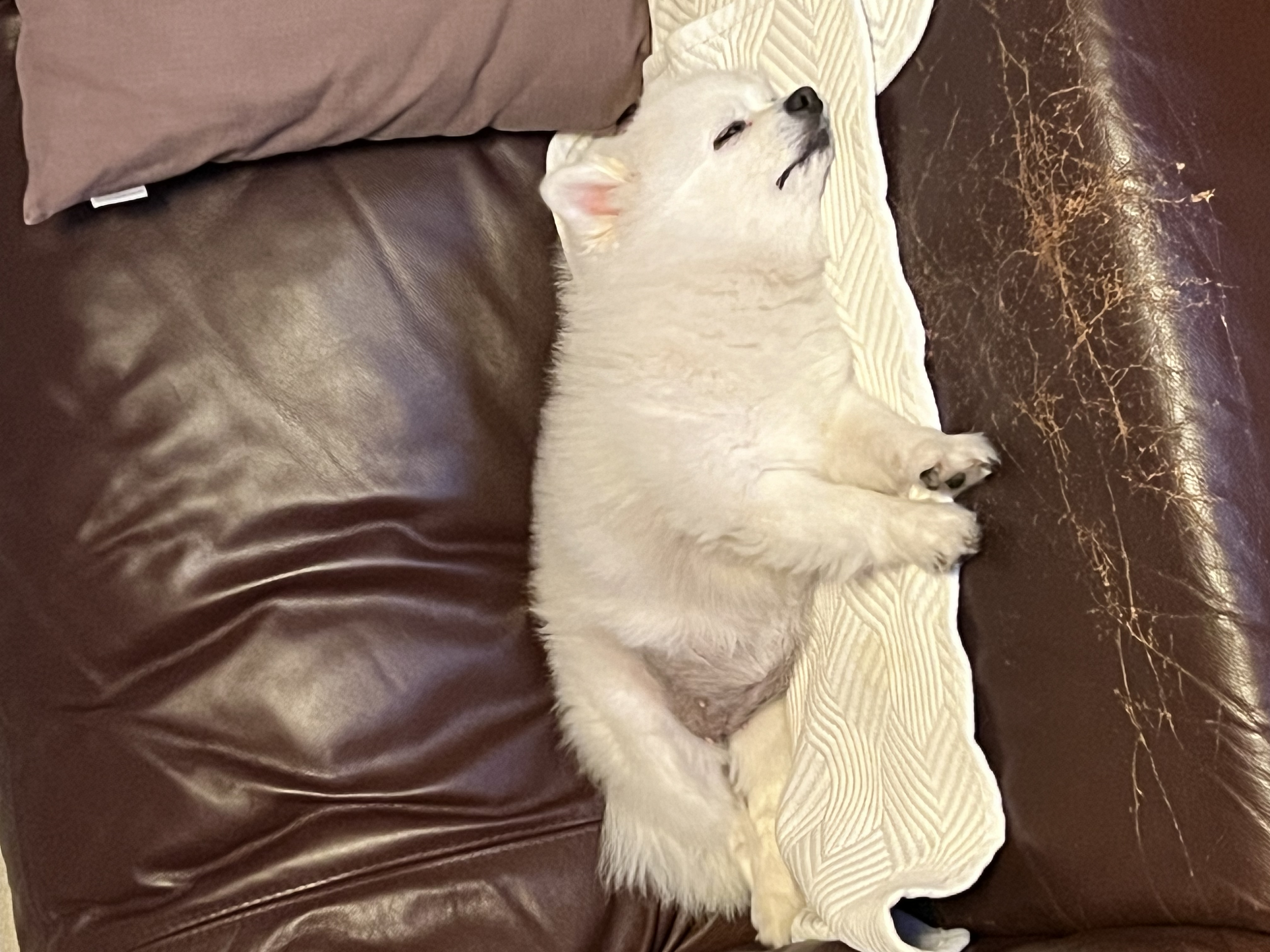 오쥬 임시보호 7개월차 근황입니다!