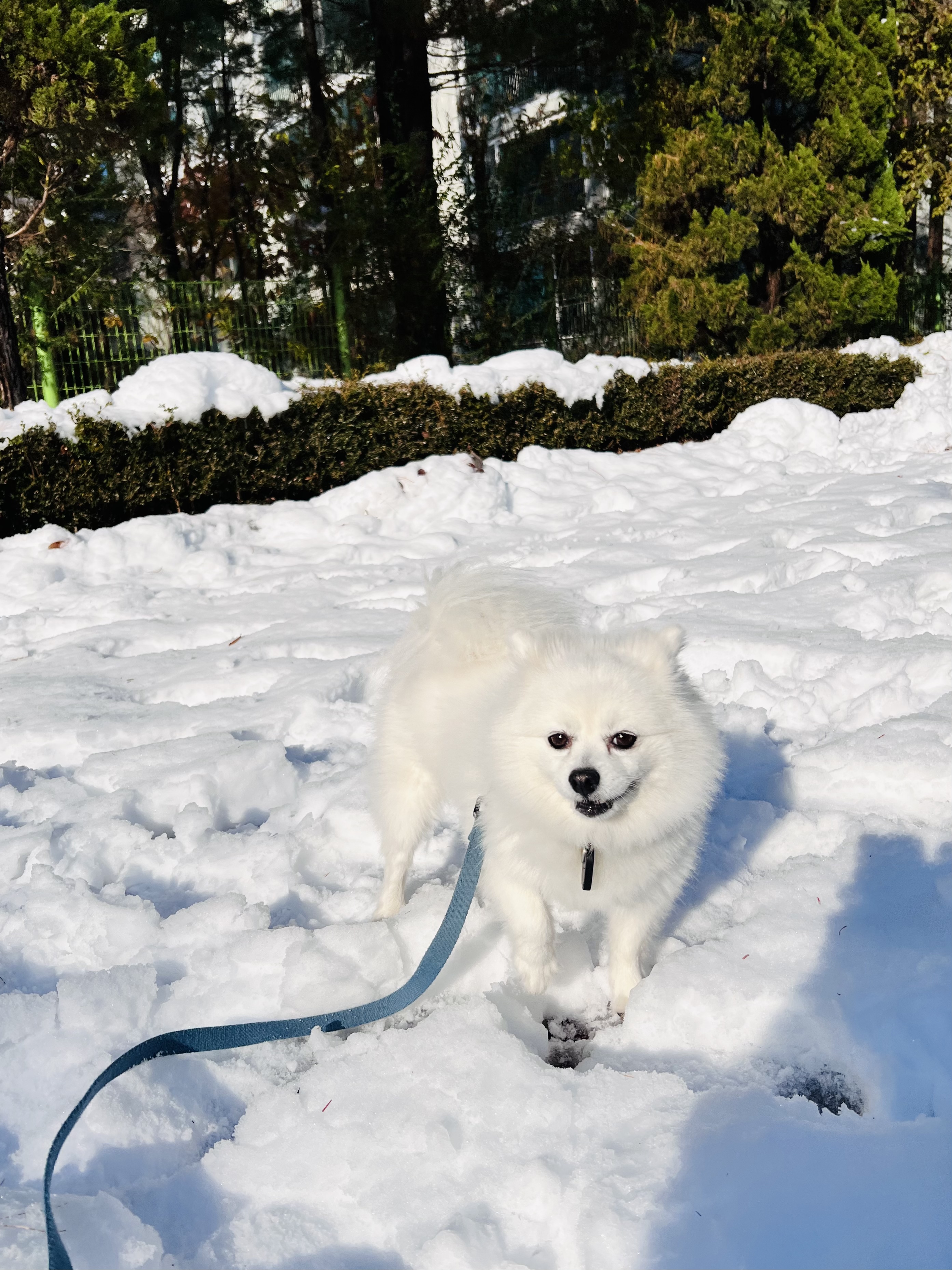 오쥬 임시보호 7개월차 근황입니다!