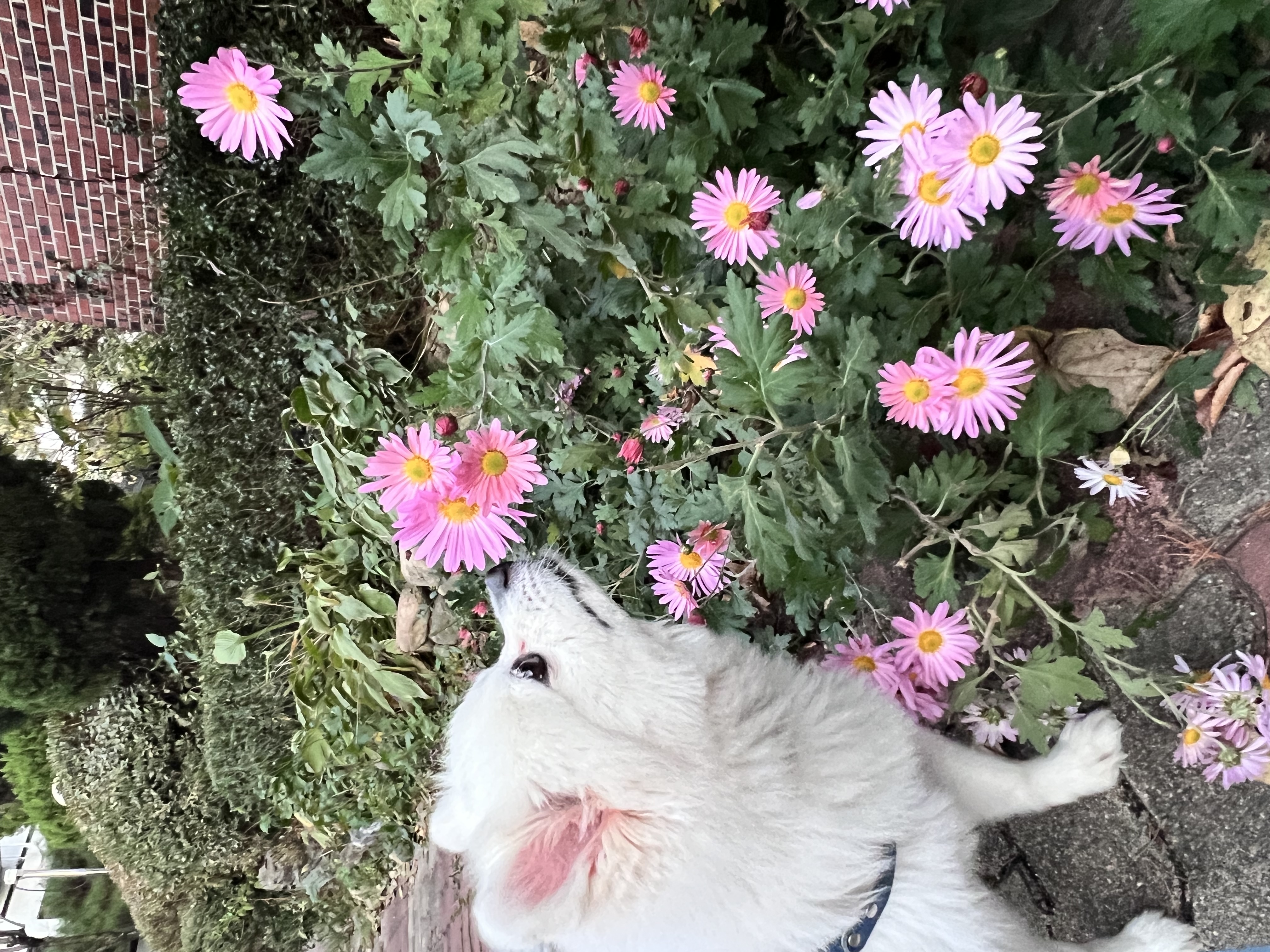 오쥬 임시보호 7개월차 근황입니다!