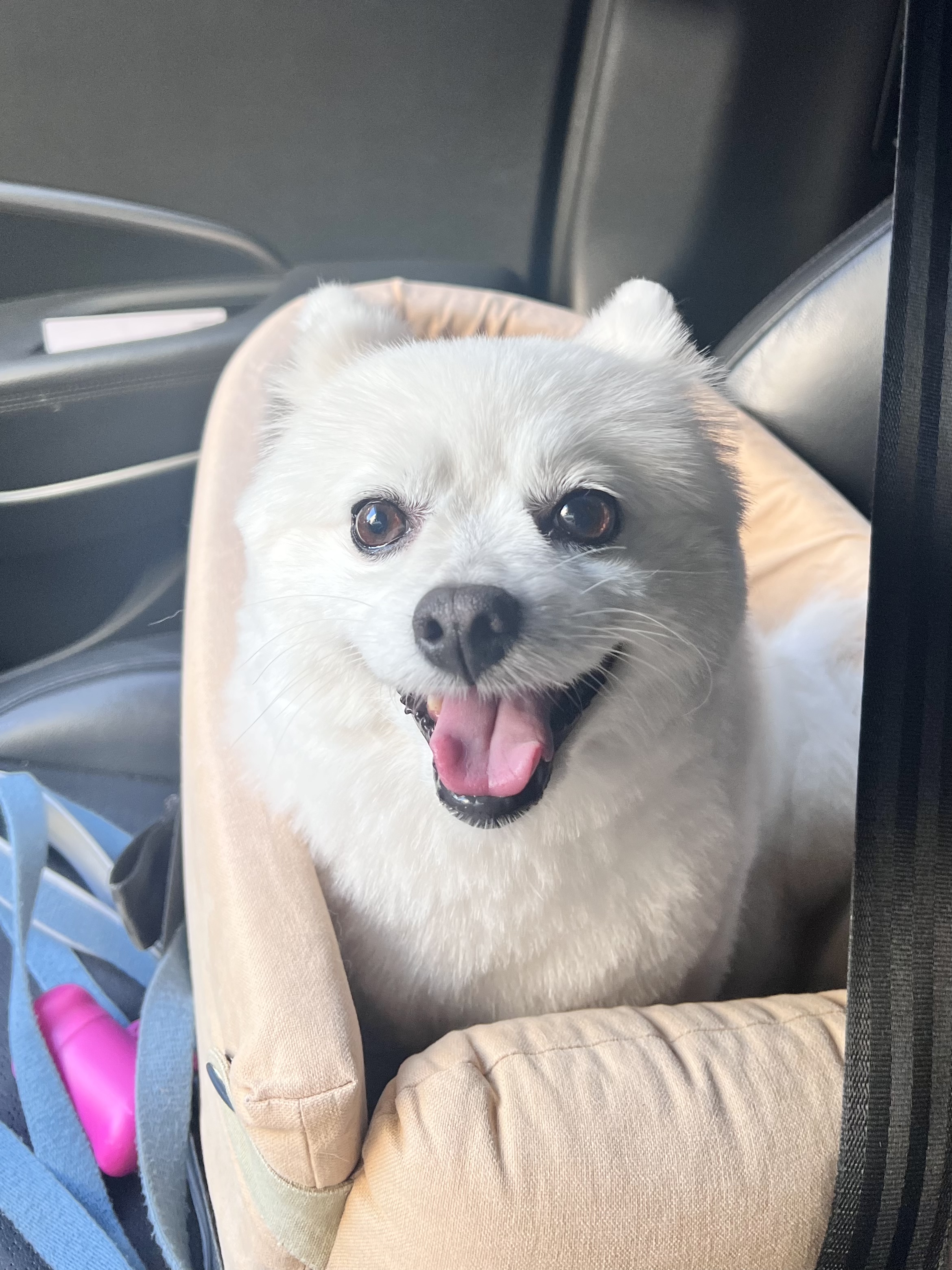 오쥬 임시보호 7개월차 근황입니다!