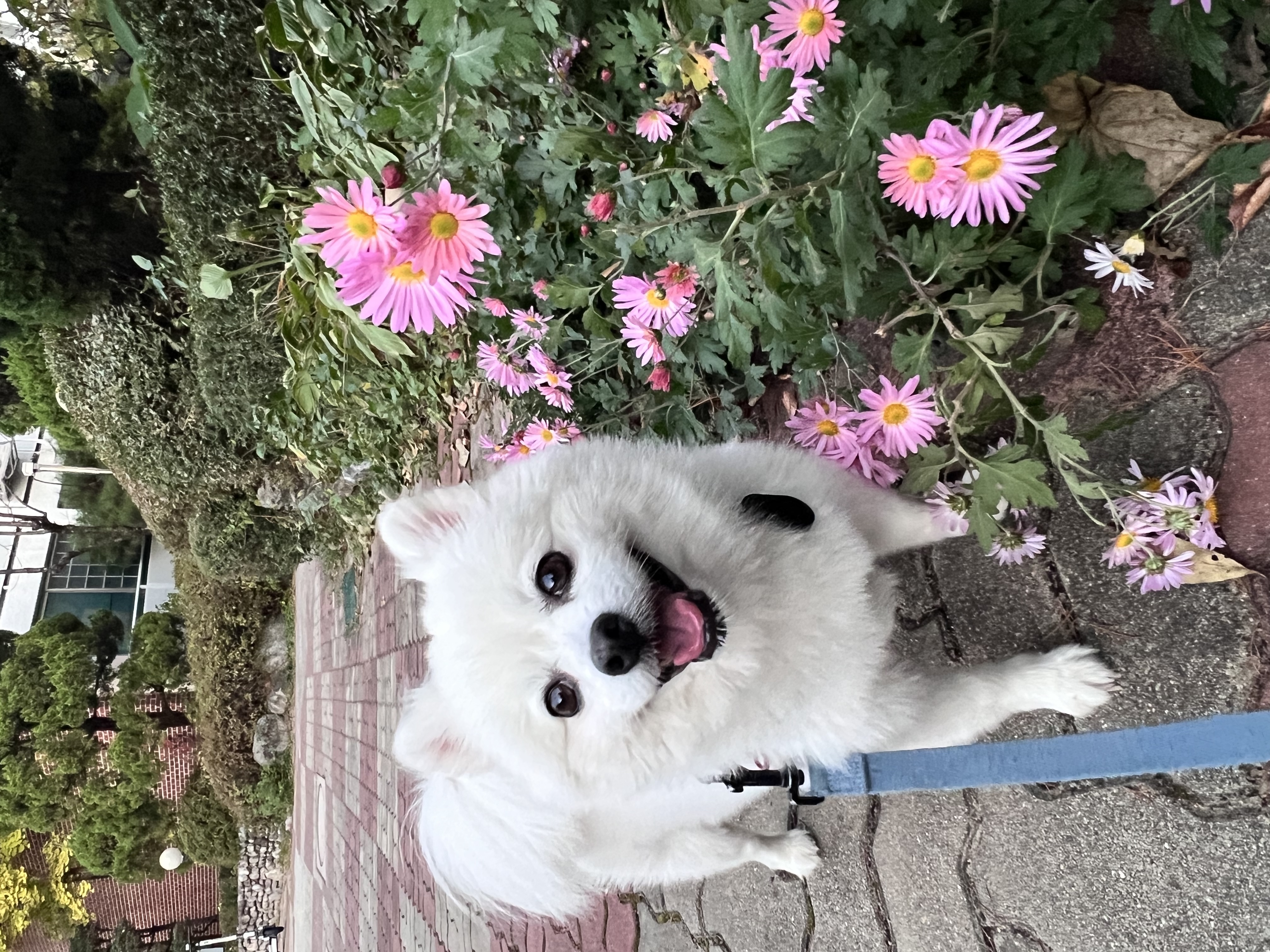 오쥬 임시보호 7개월차 근황입니다!