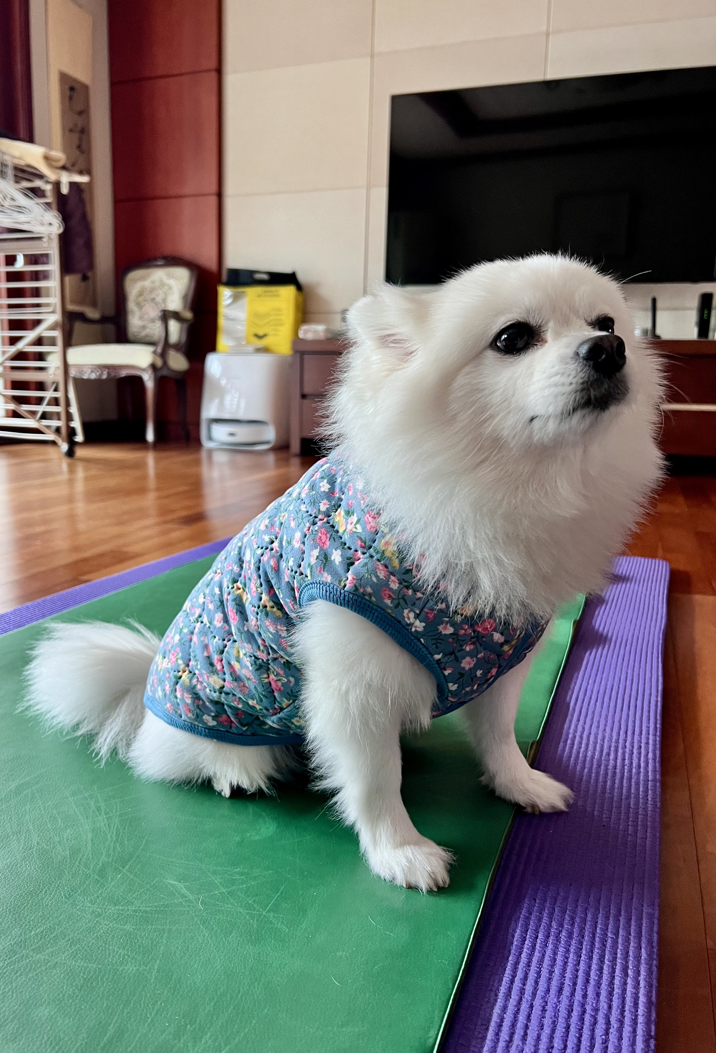 오쥬 임시보호 7개월차 근황입니다!