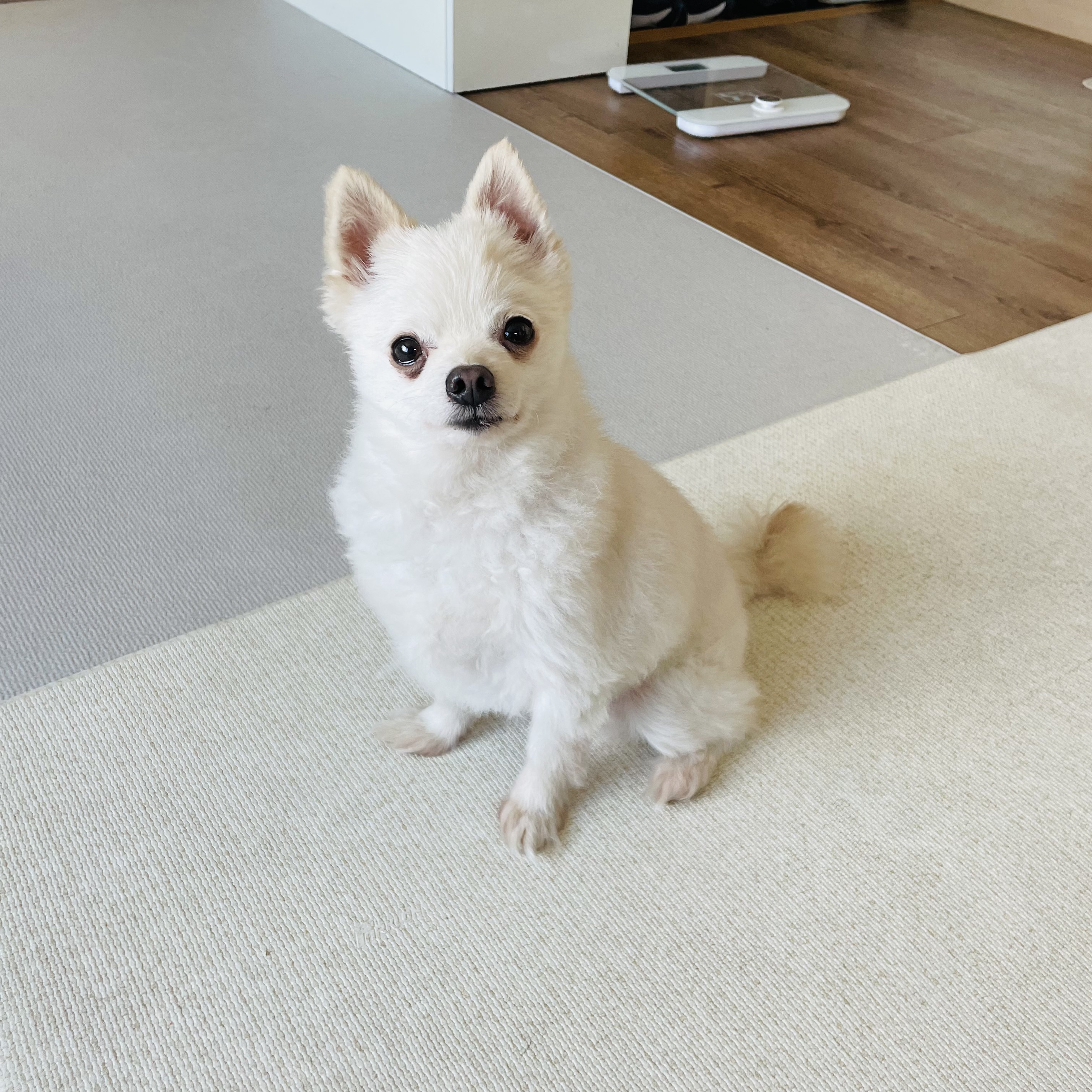 일주일의 뽀아와 호이 임보 일기 !