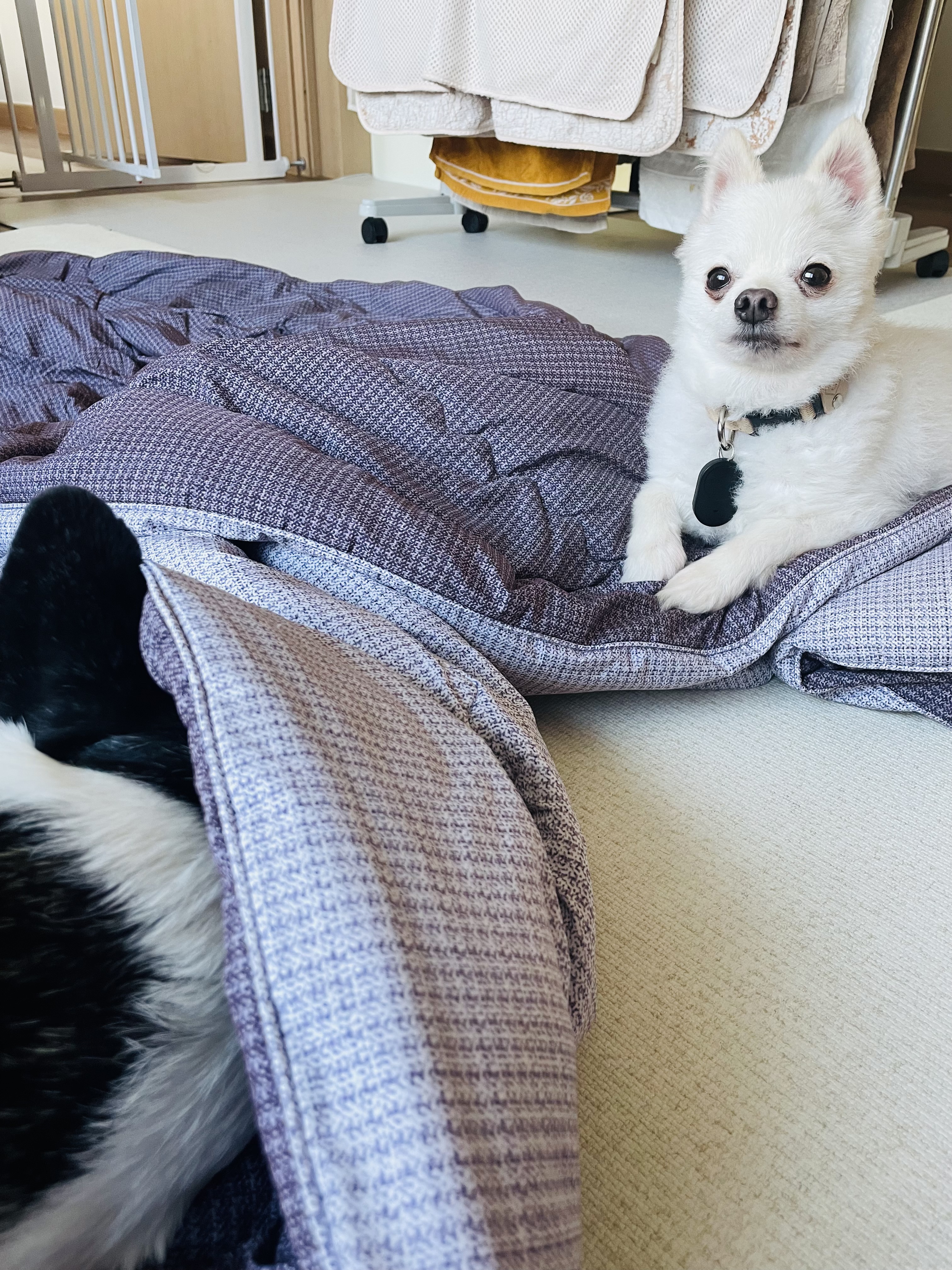 일주일의 뽀아와 호이 임보 일기 !