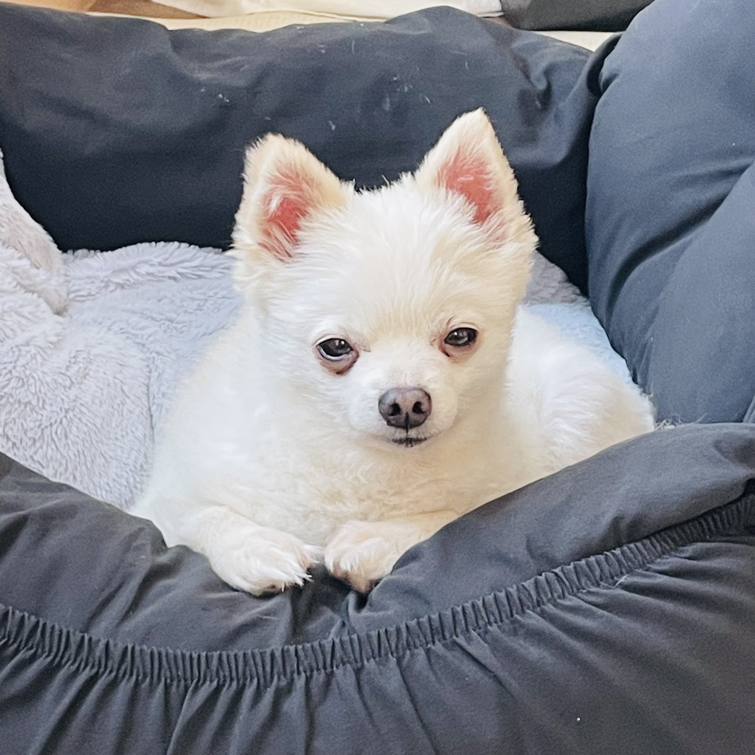 일주일의 뽀아와 호이 임보 일기 !