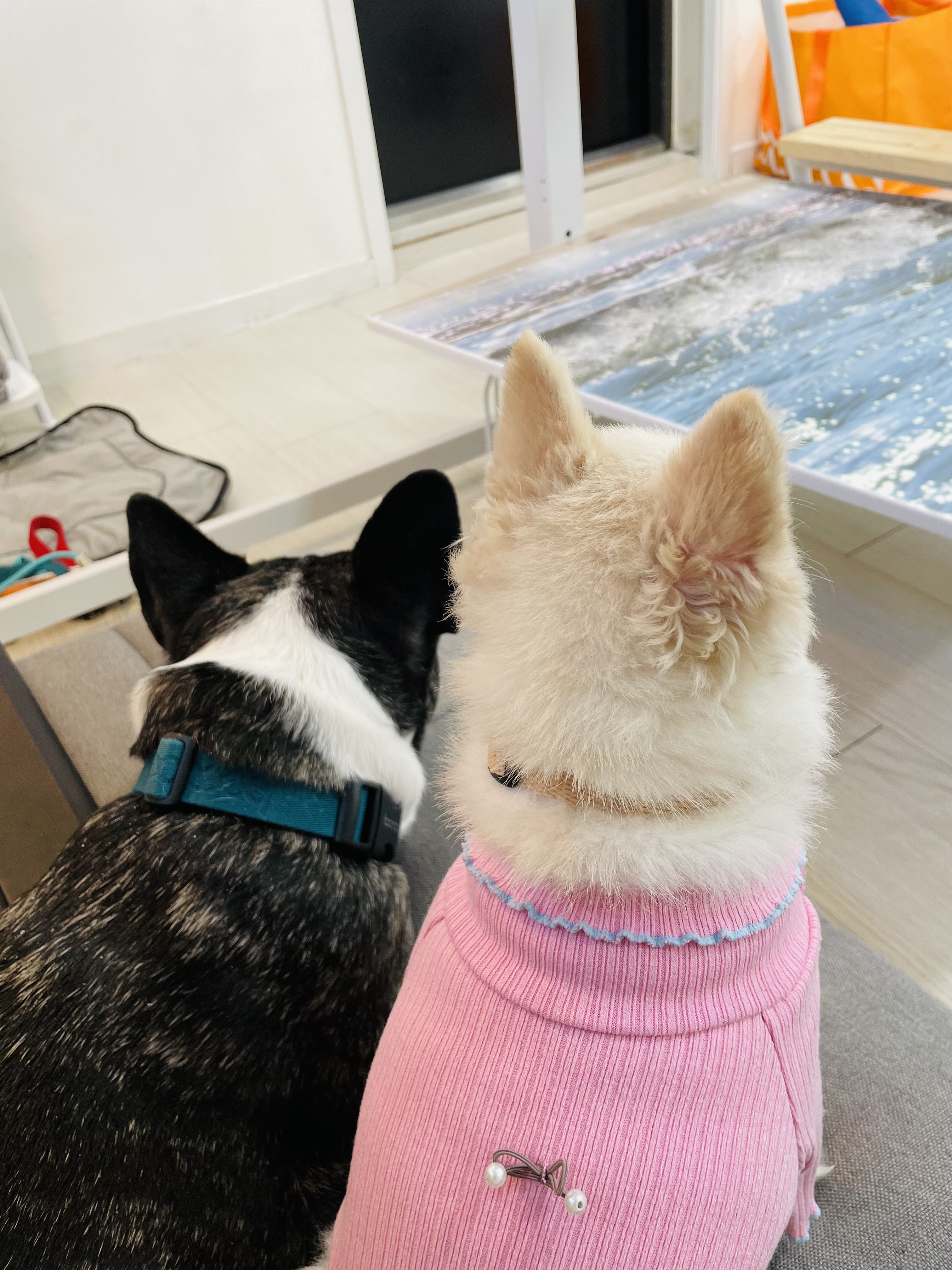 일주일의 뽀아와 호이 임보 일기 !