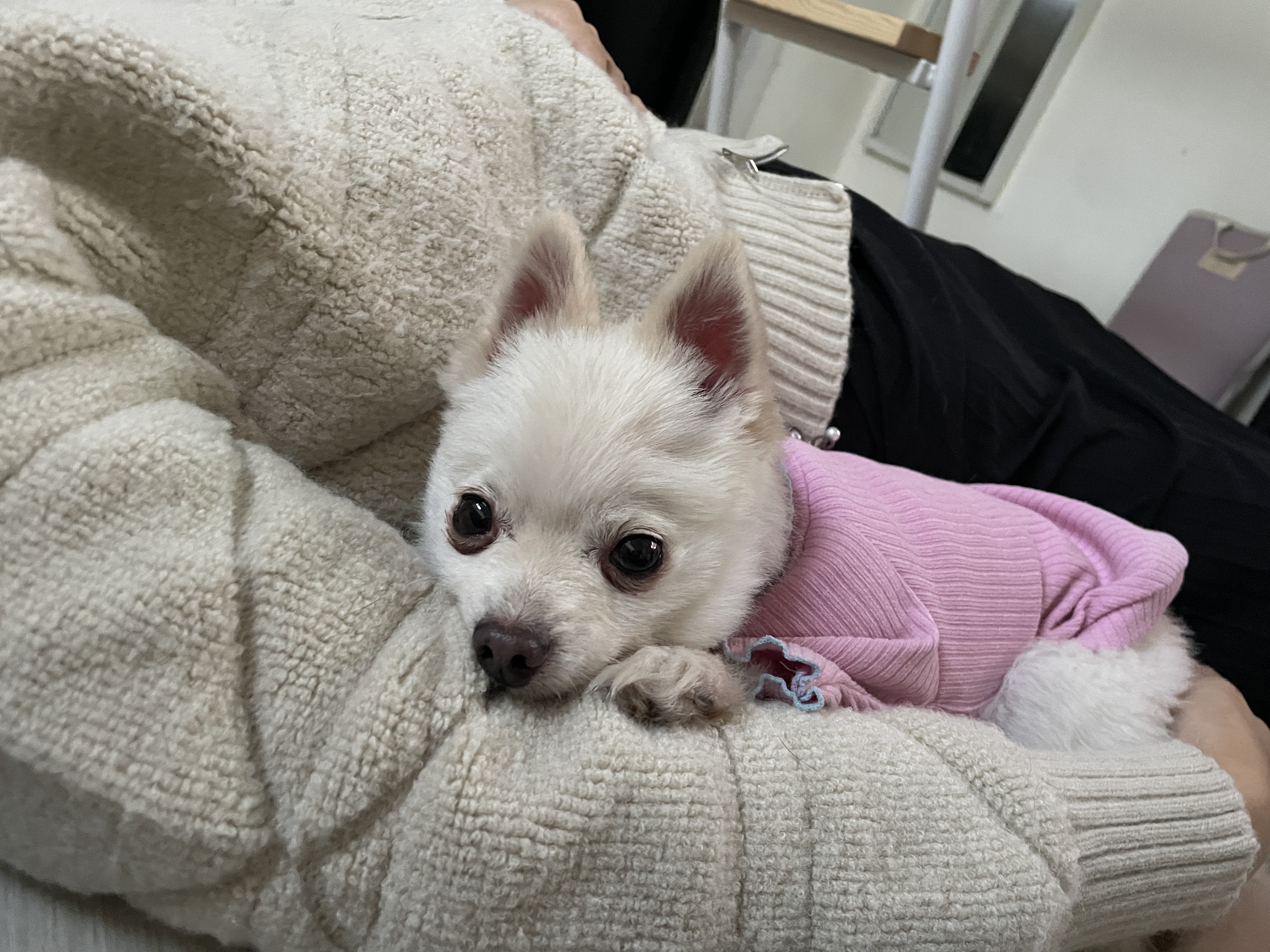 일주일의 뽀아와 호이 임보 일기 !