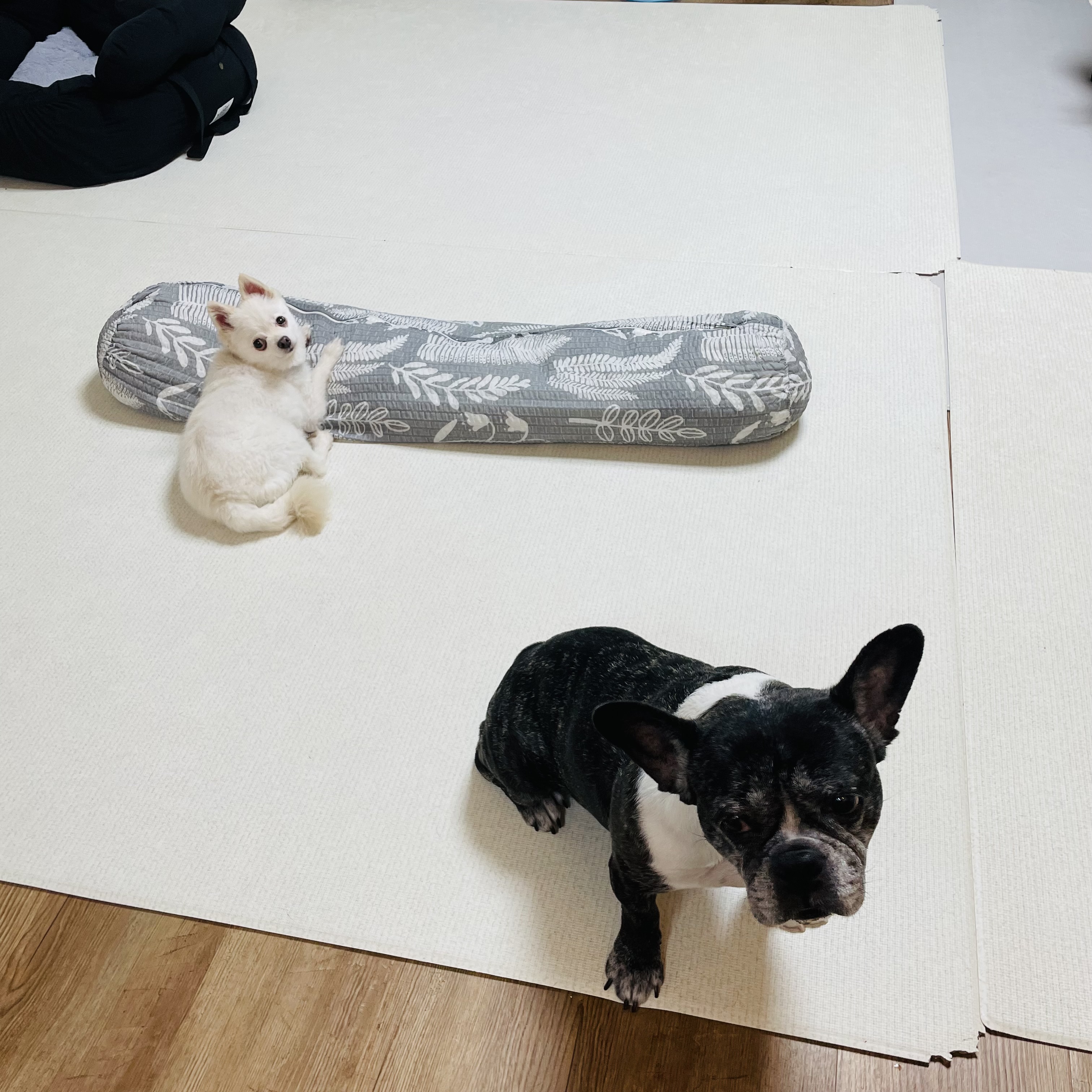 일주일의 뽀아와 호이 임보 일기 !