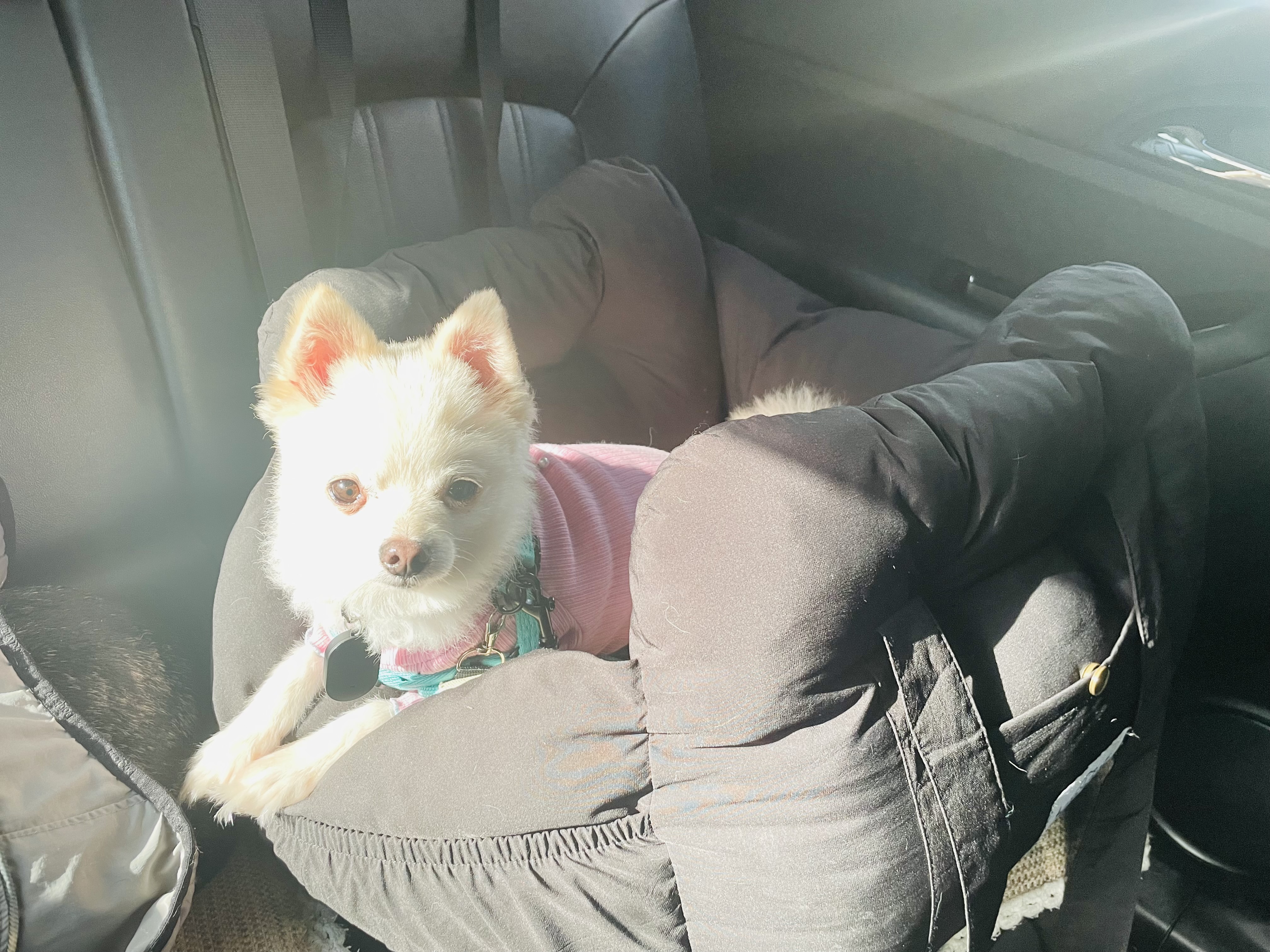 일주일의 뽀아와 호이 임보 일기 !