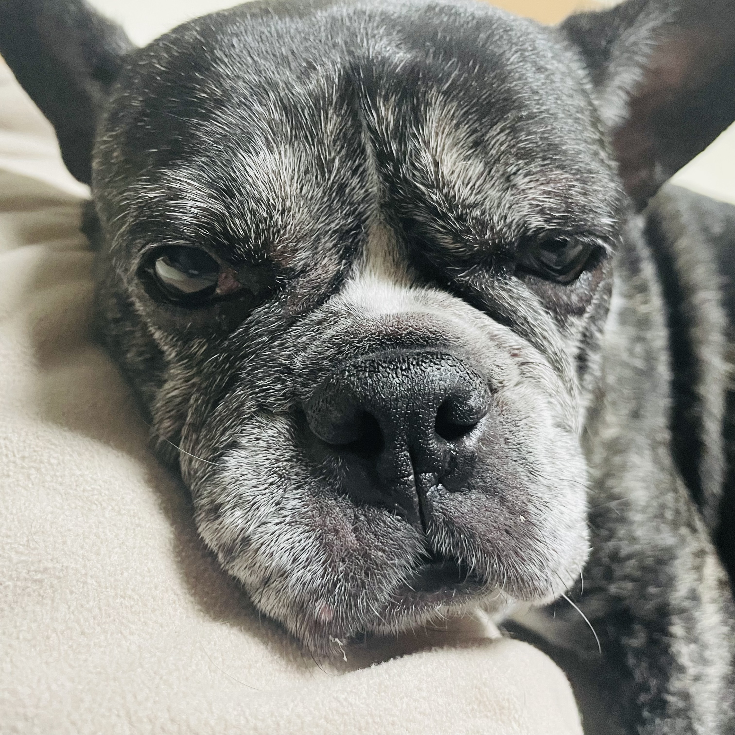 일주일의 뽀아와 호이 임보 일기 !