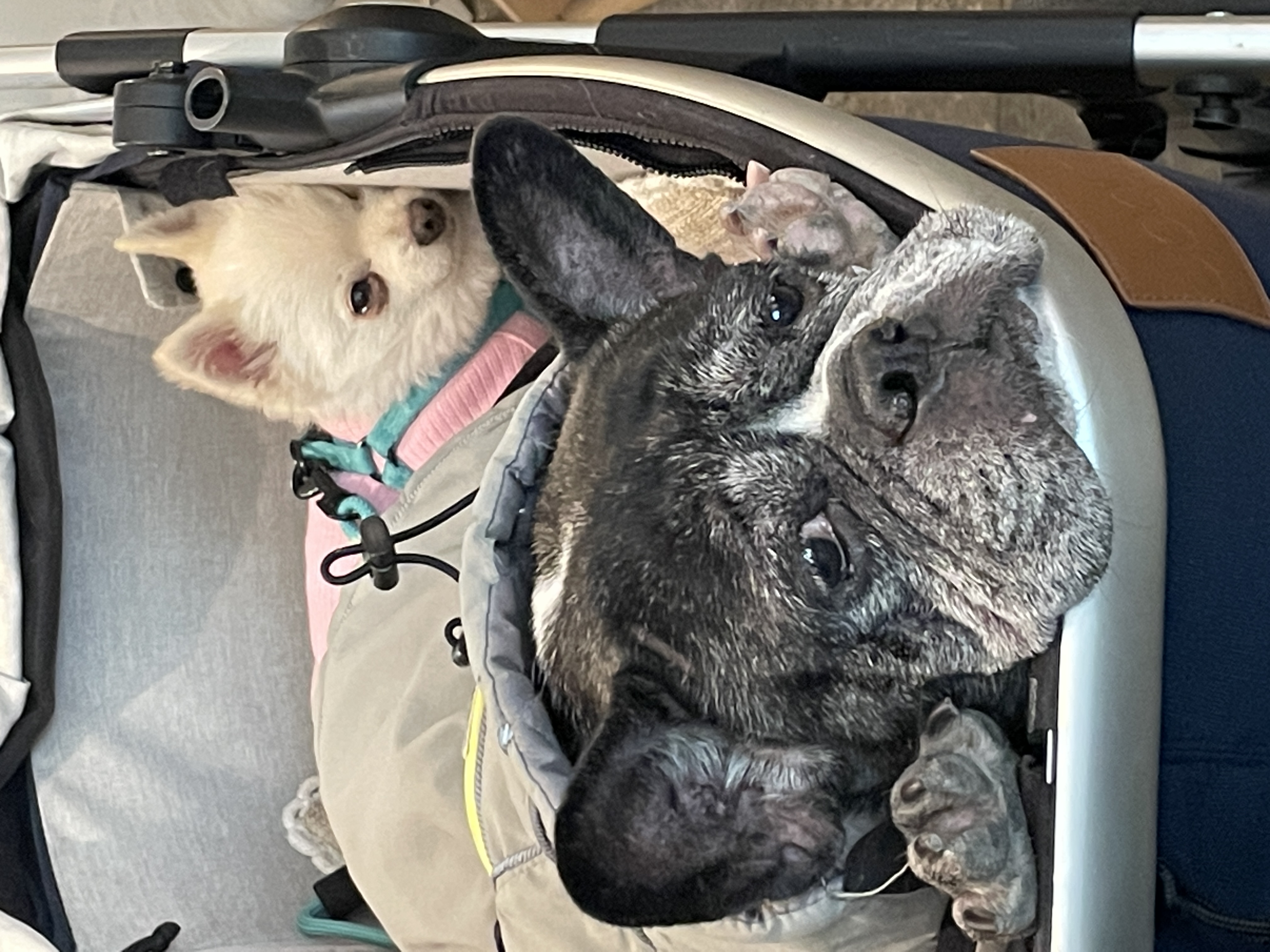 일주일의 뽀아와 호이 임보 일기 !