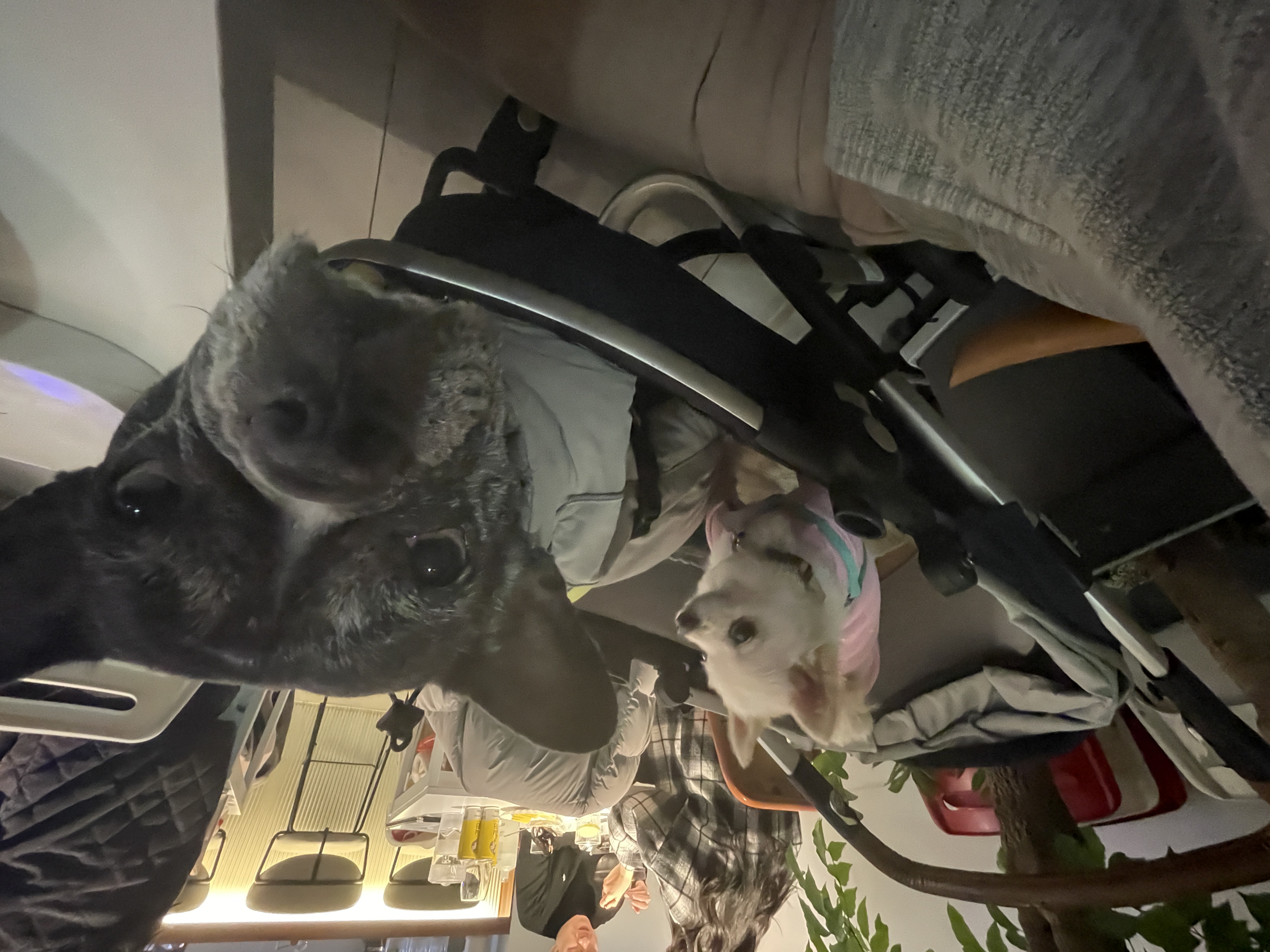 일주일의 뽀아와 호이 임보 일기 !