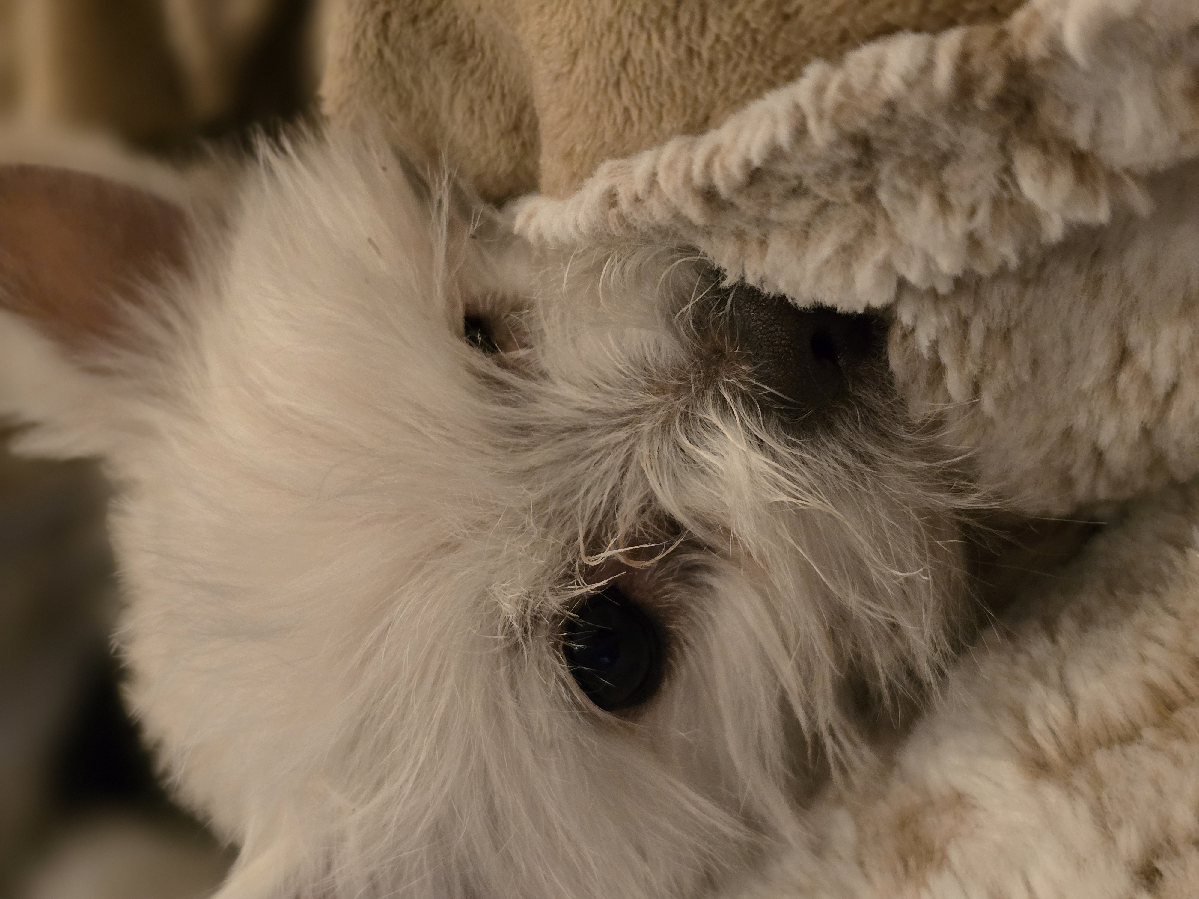 입양견 익순이^^♡