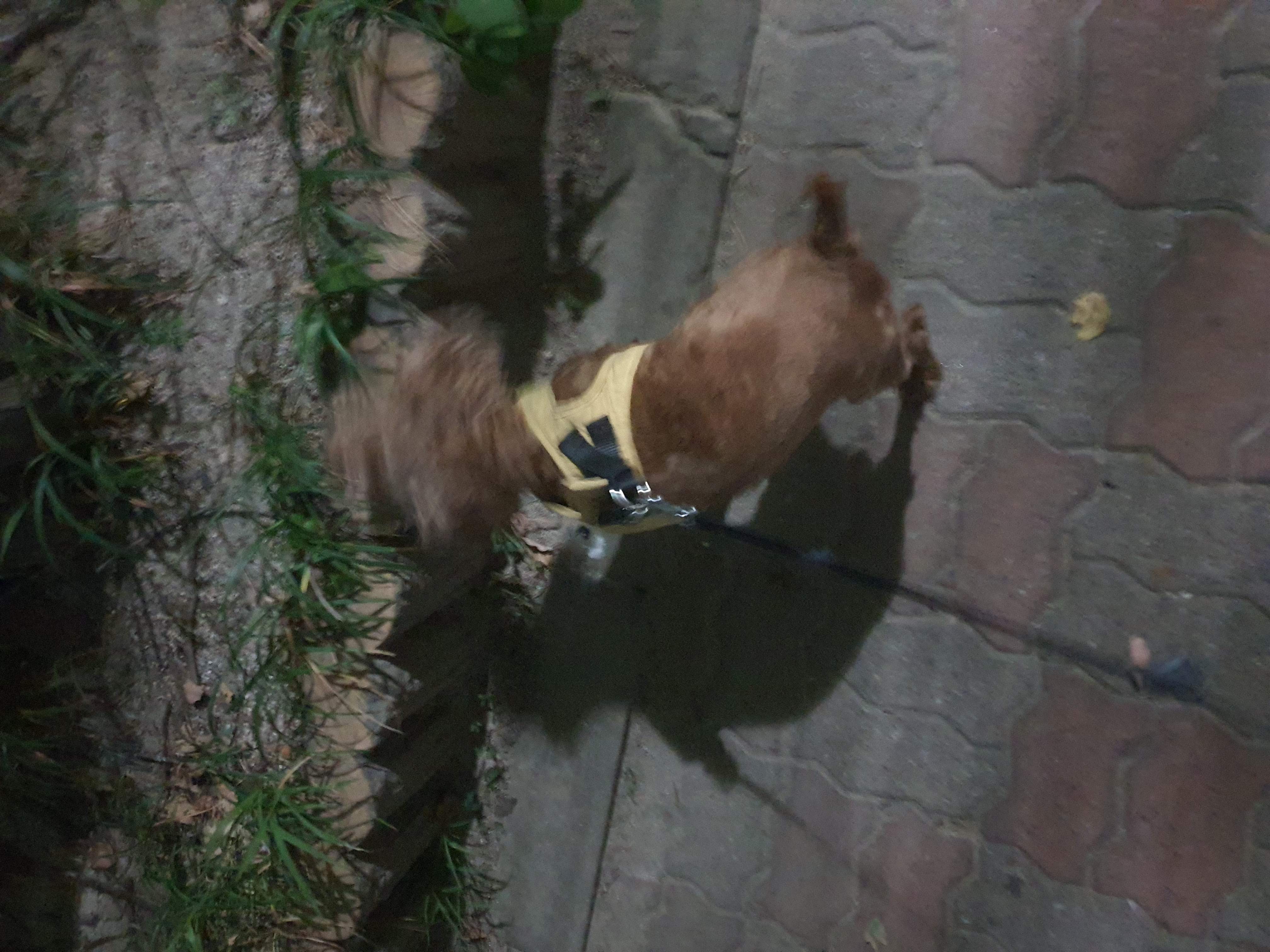 골프의 입양이야기