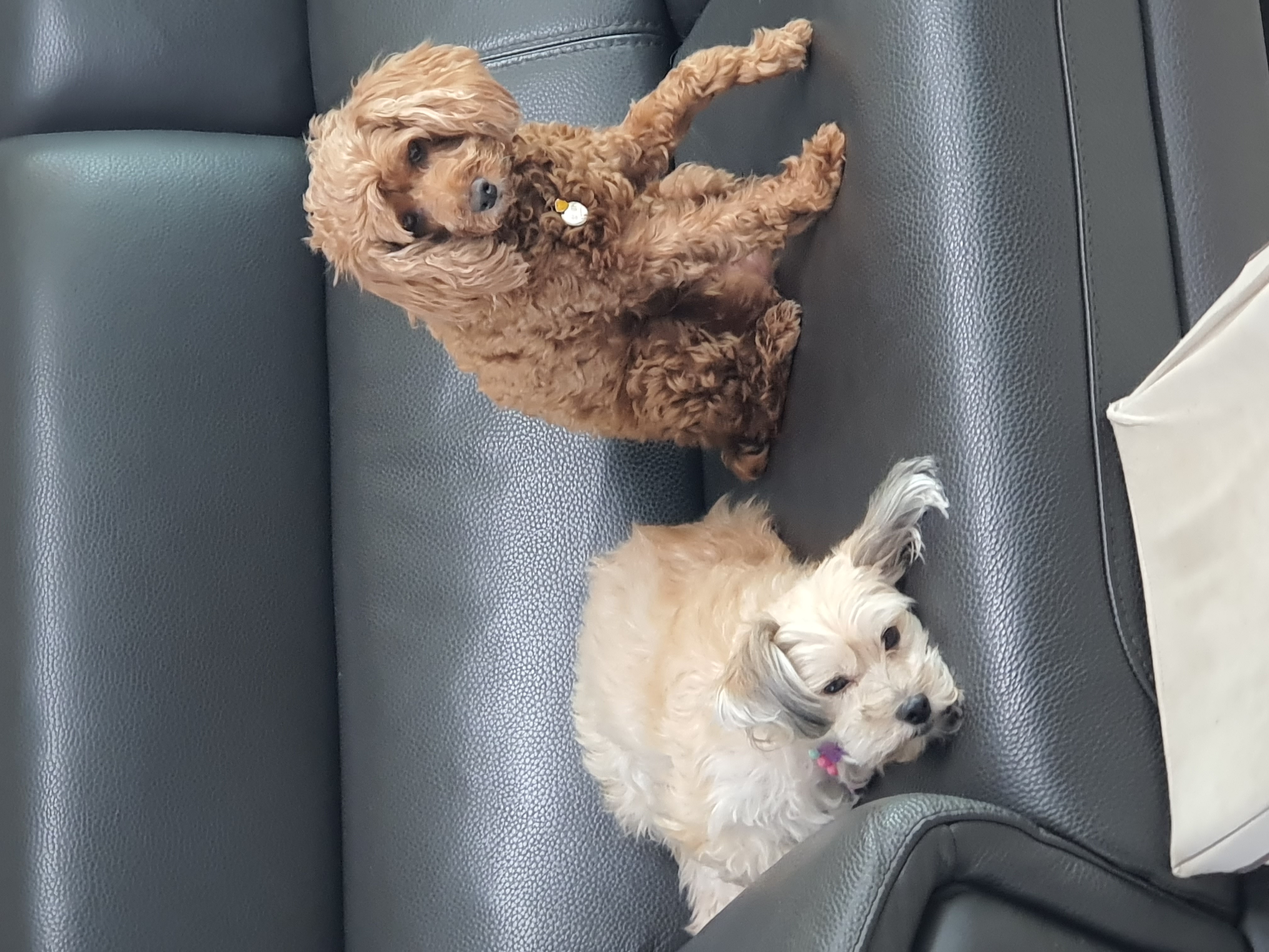 골프의 입양이야기