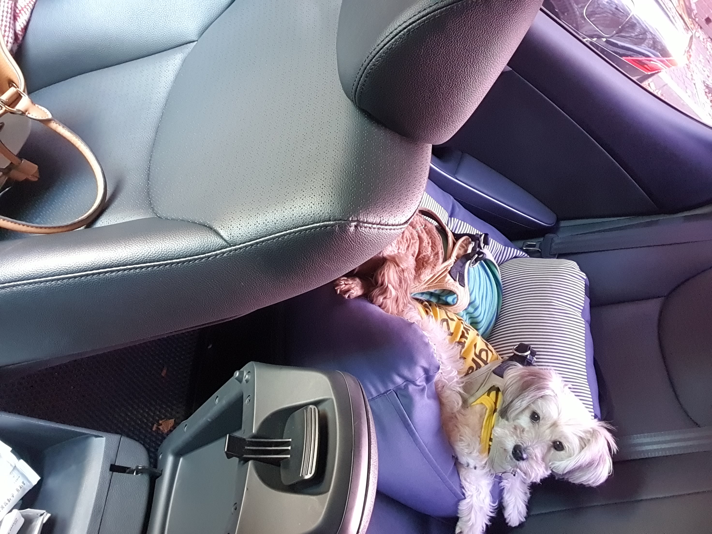 골프의 입양이야기